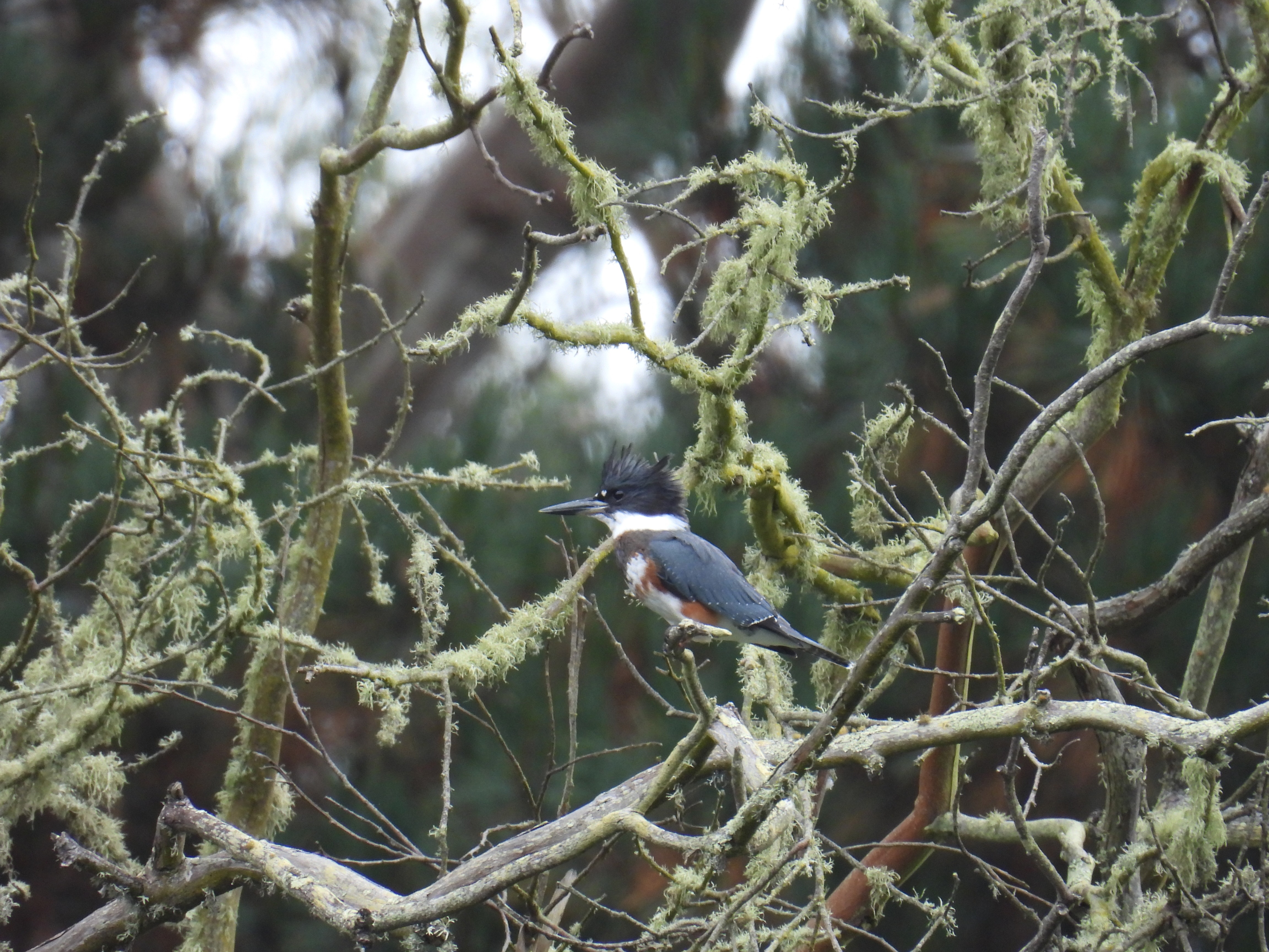belted kingfisher