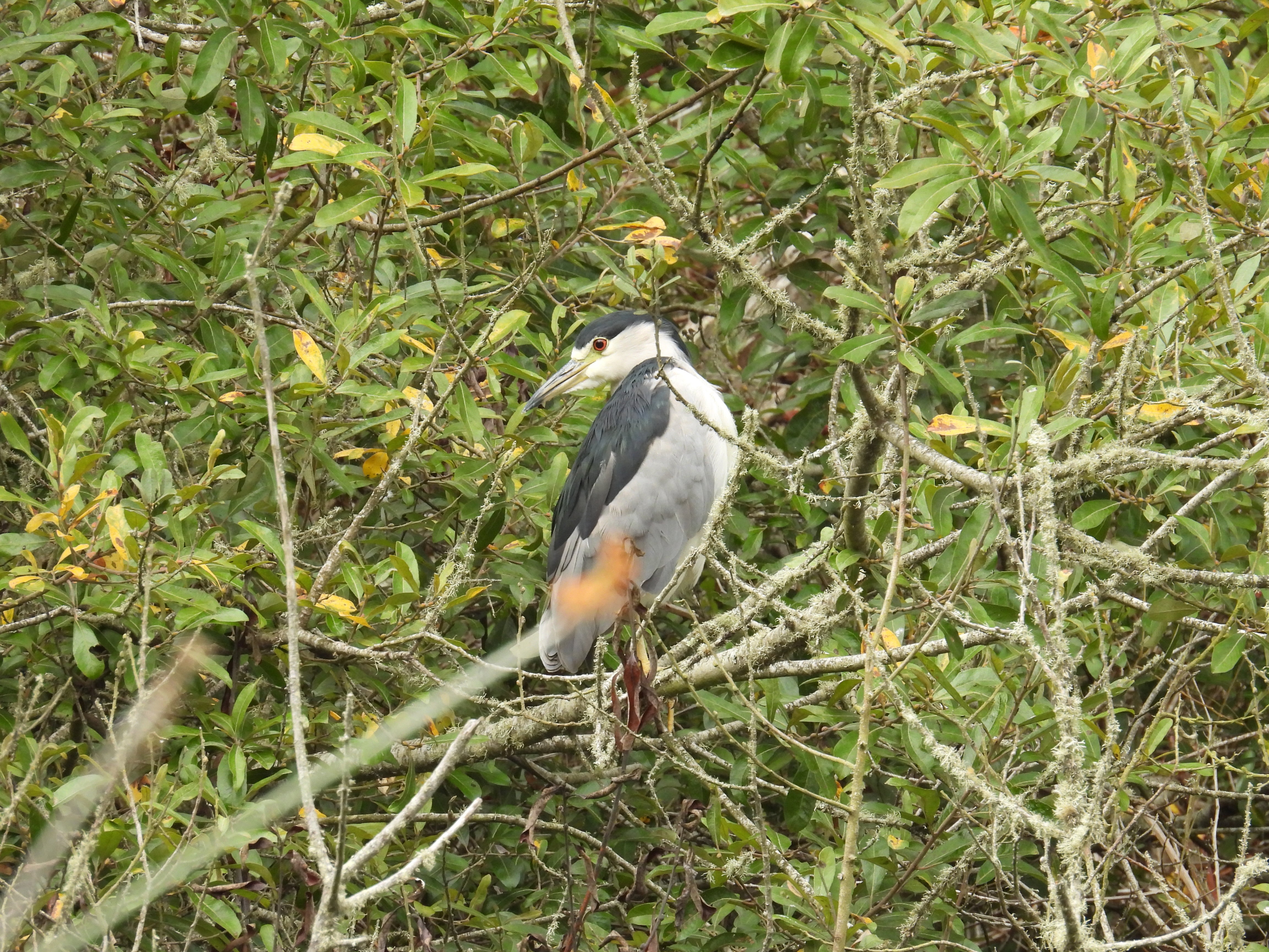 black-crowned night heron