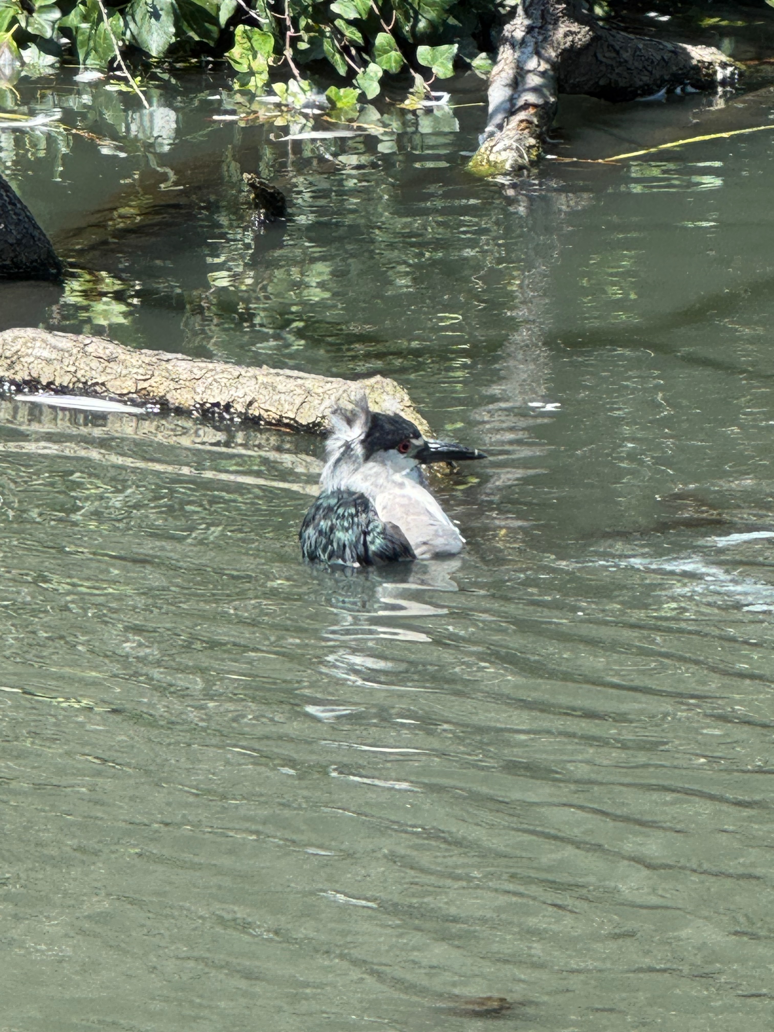 black crowned night heron