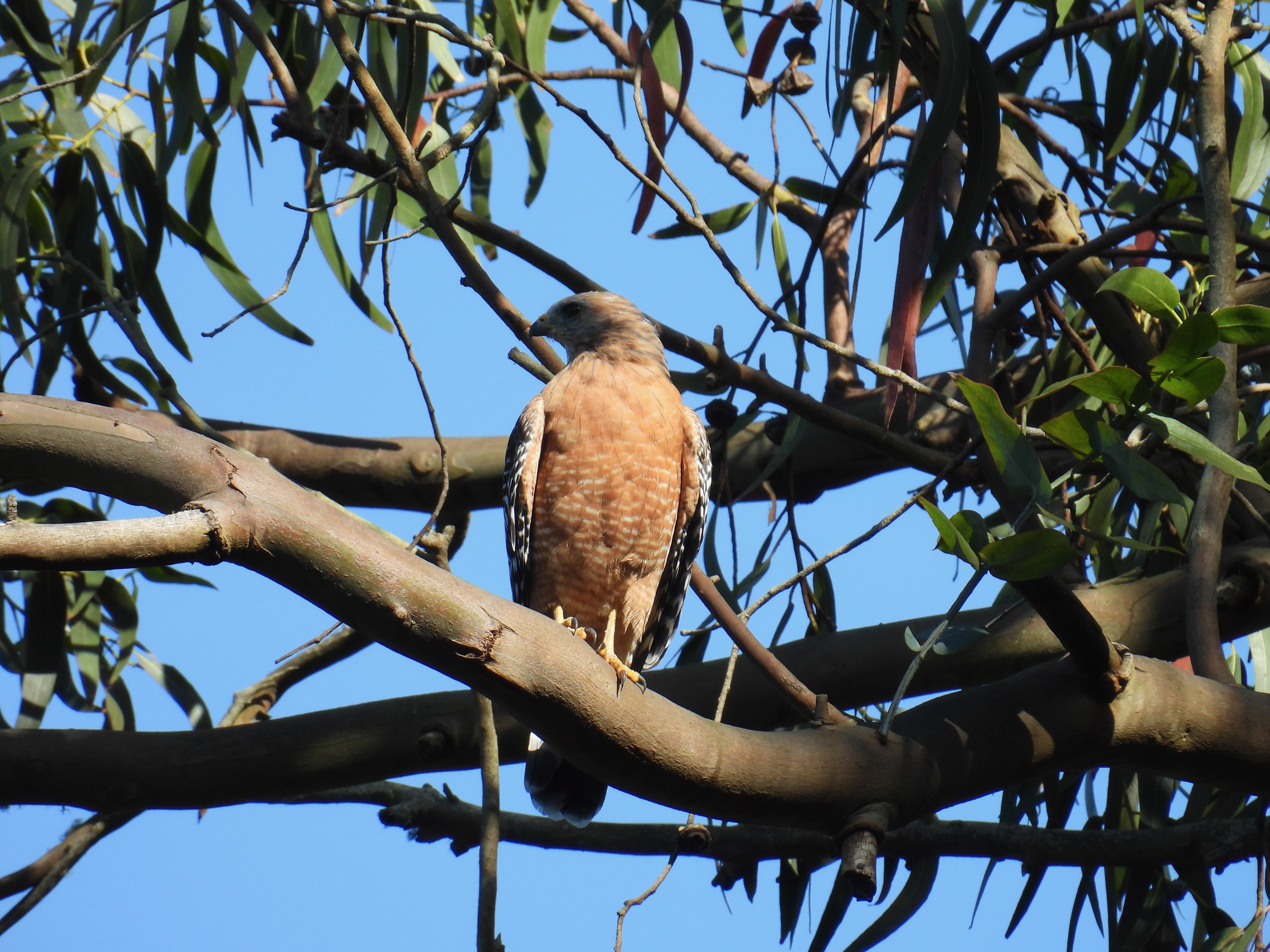 red-shouldered hawk