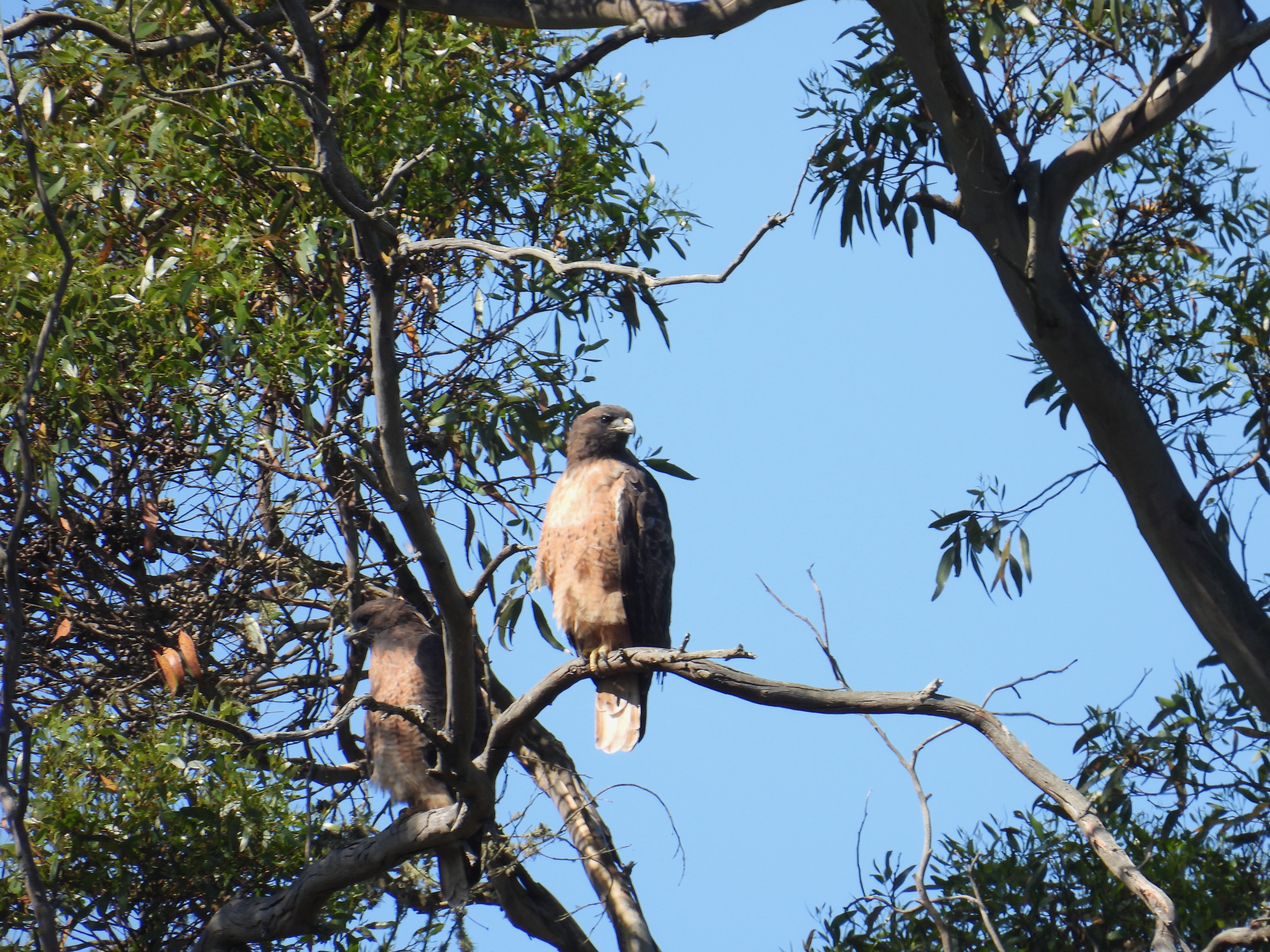 red-tailed hawks