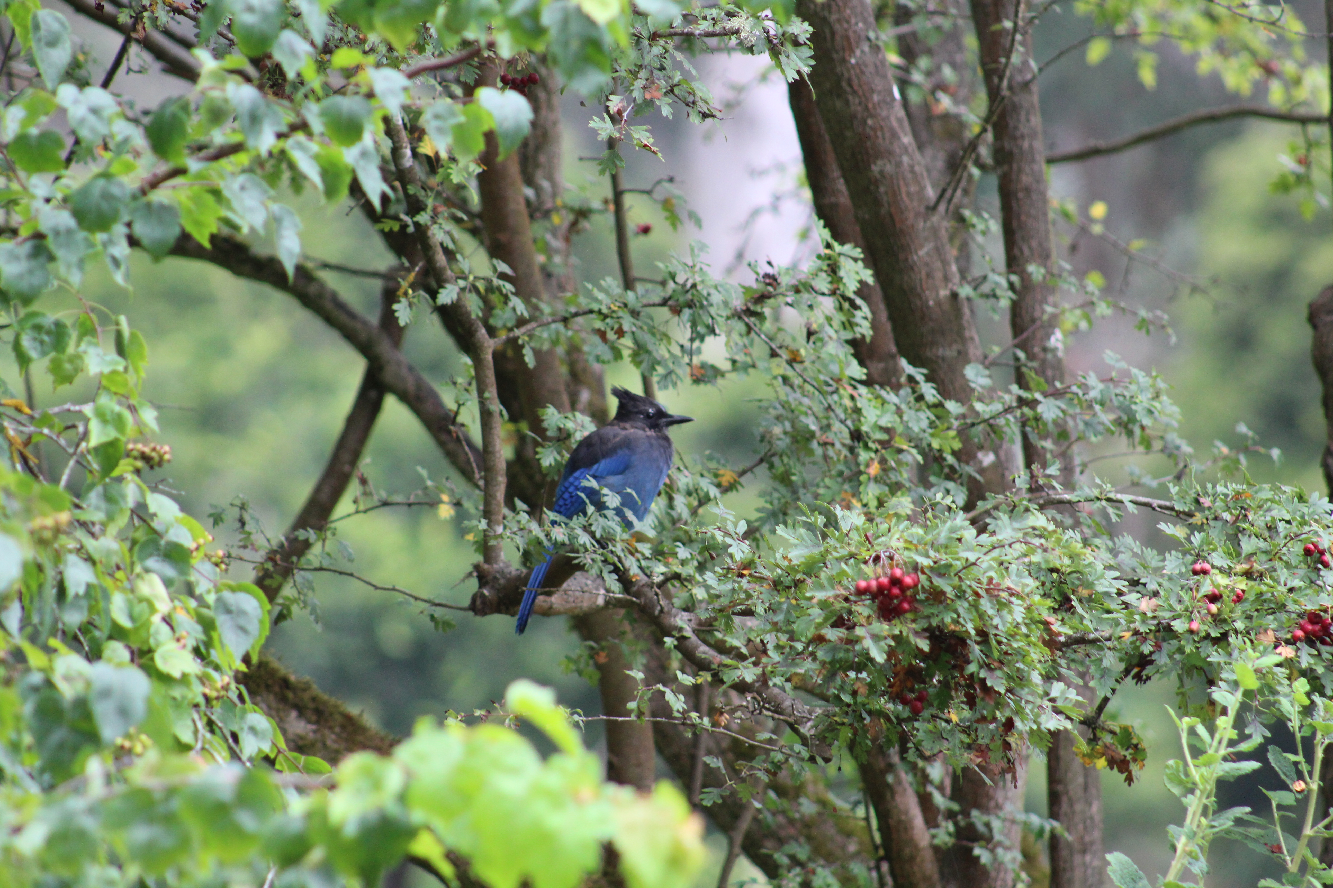 stellers jay