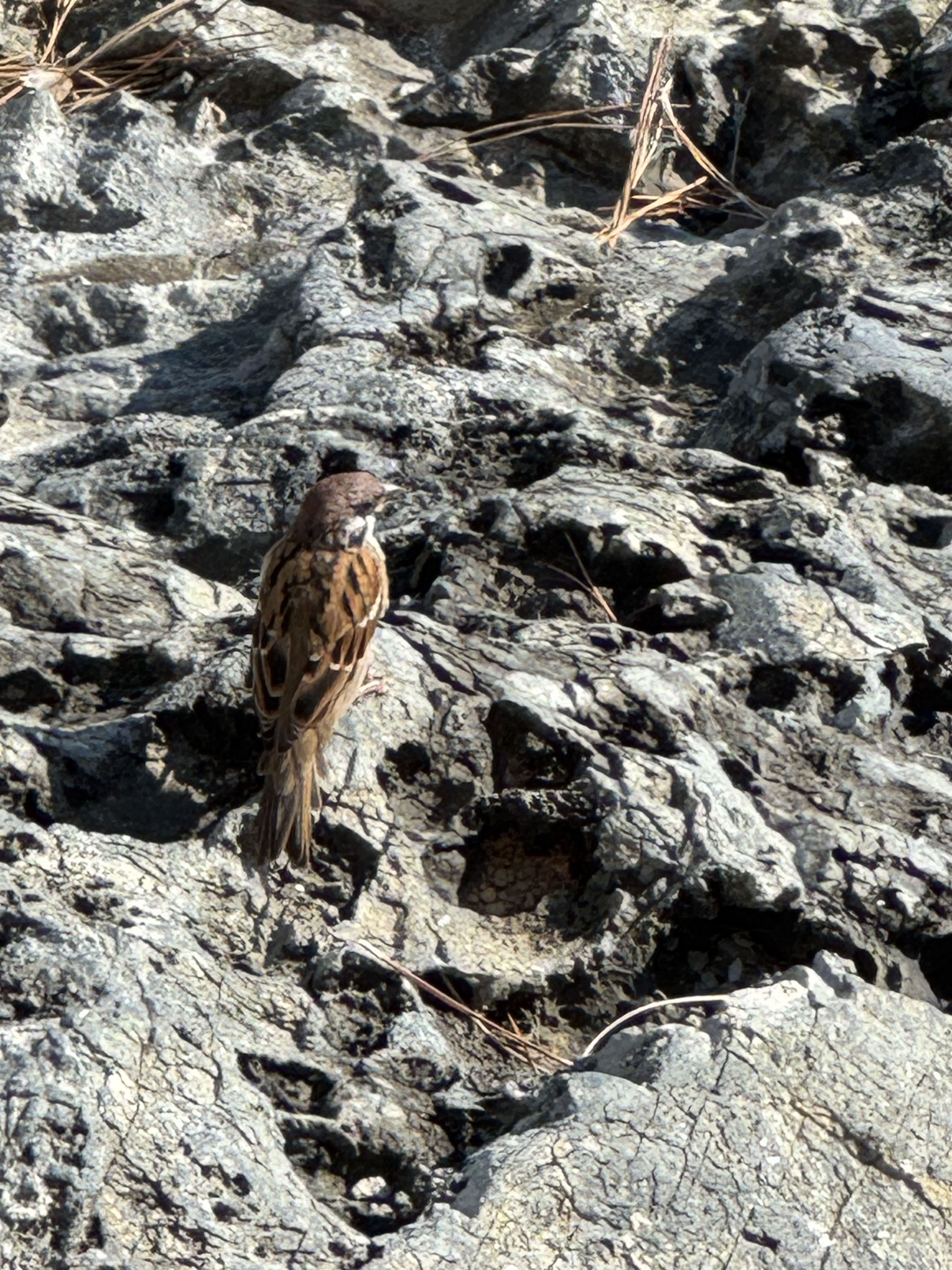 eurasian tree sparrow