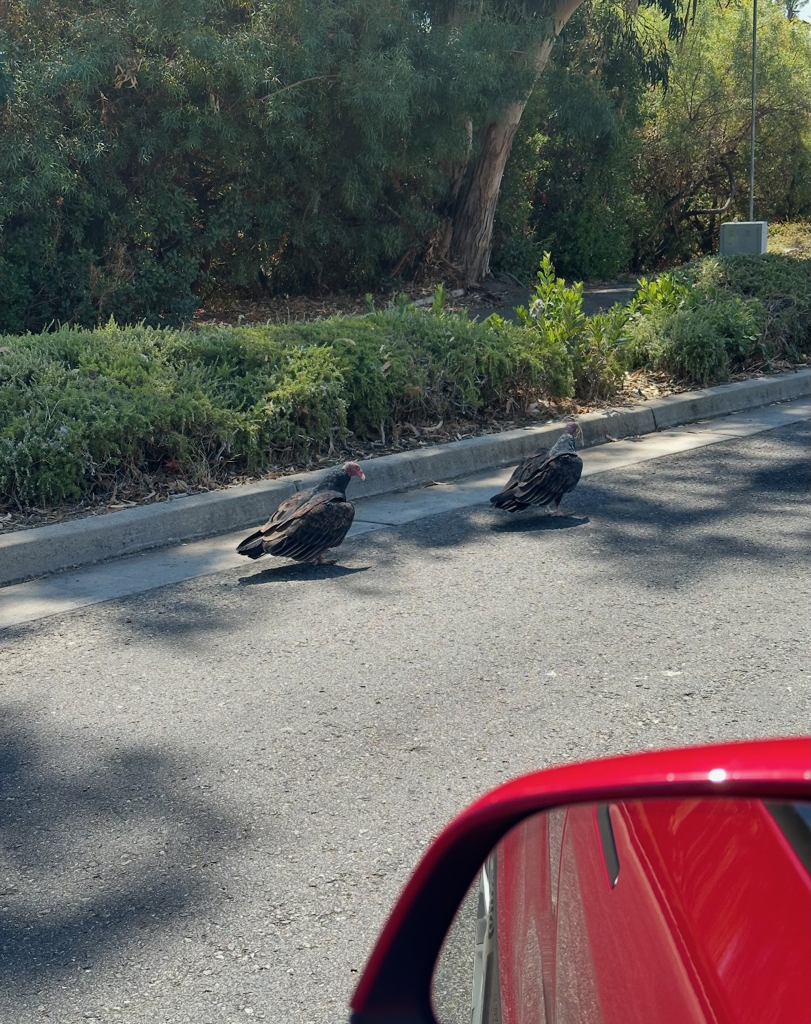 turkey vultures