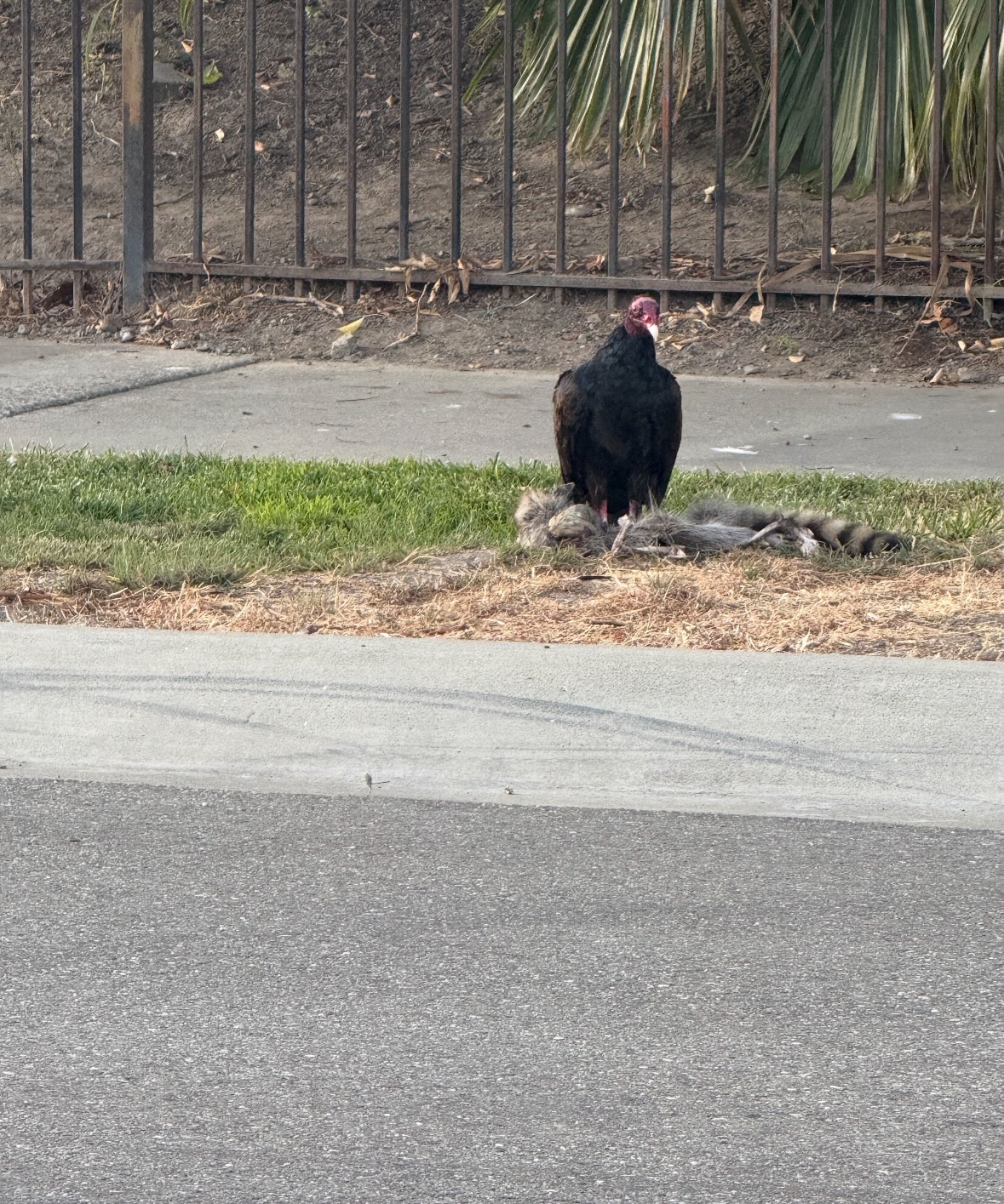 turkey vulture