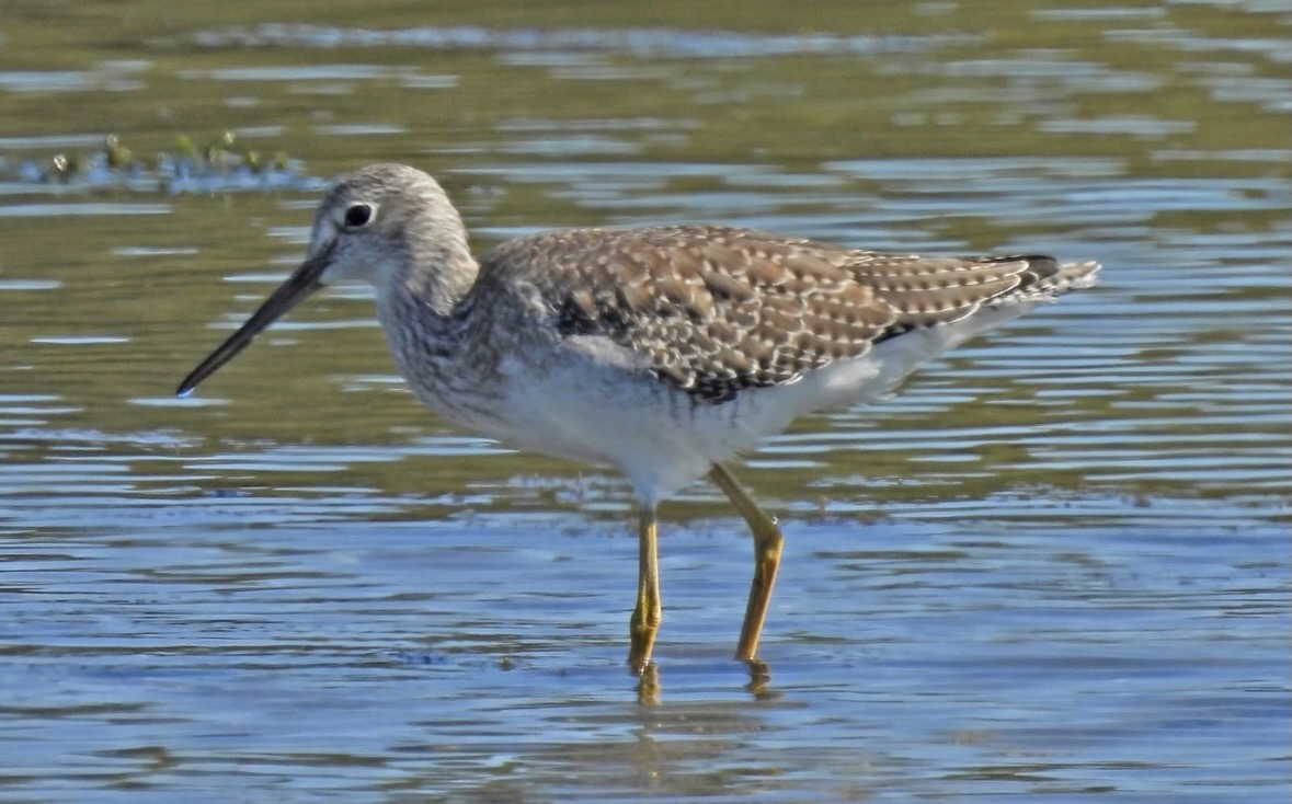 yellowlegs