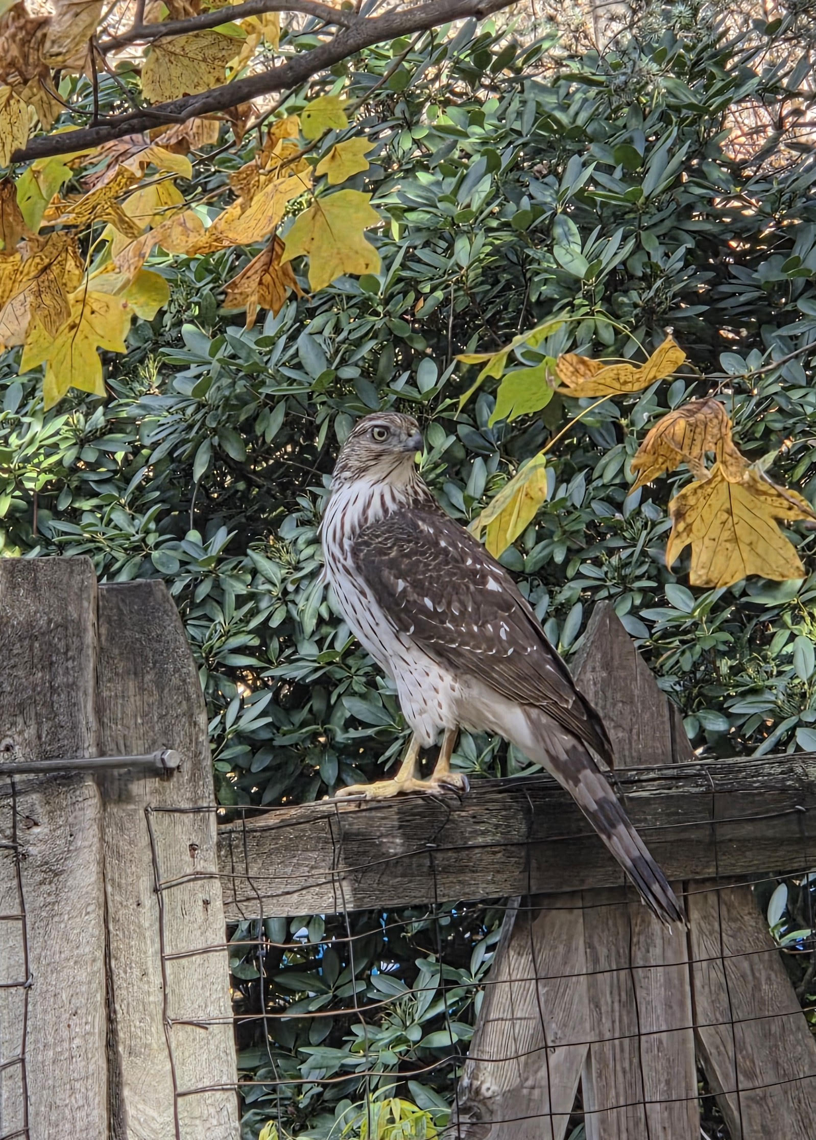 cooper's hawk