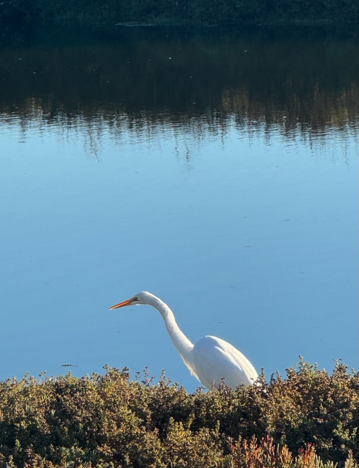 great egret