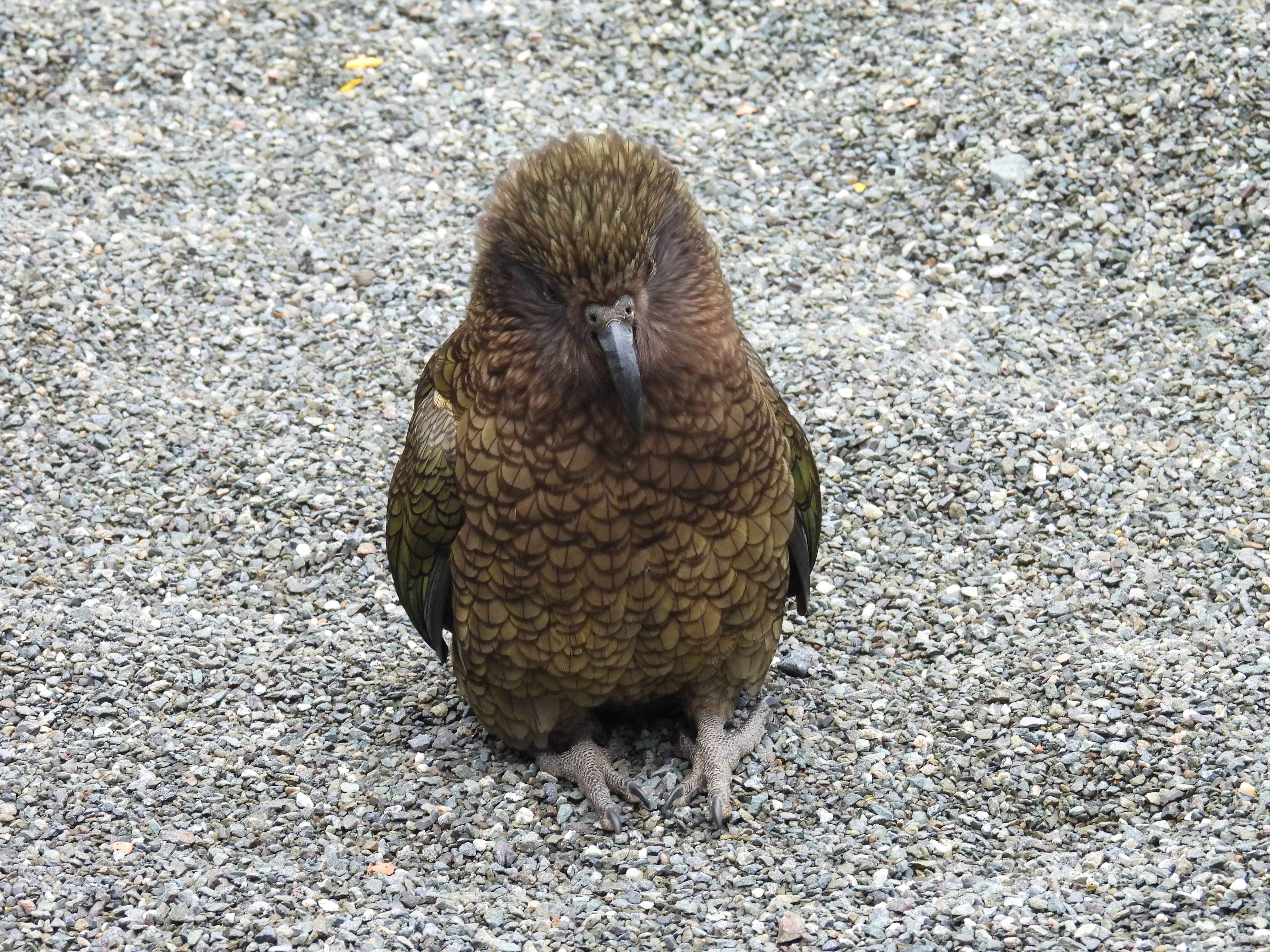 kea
