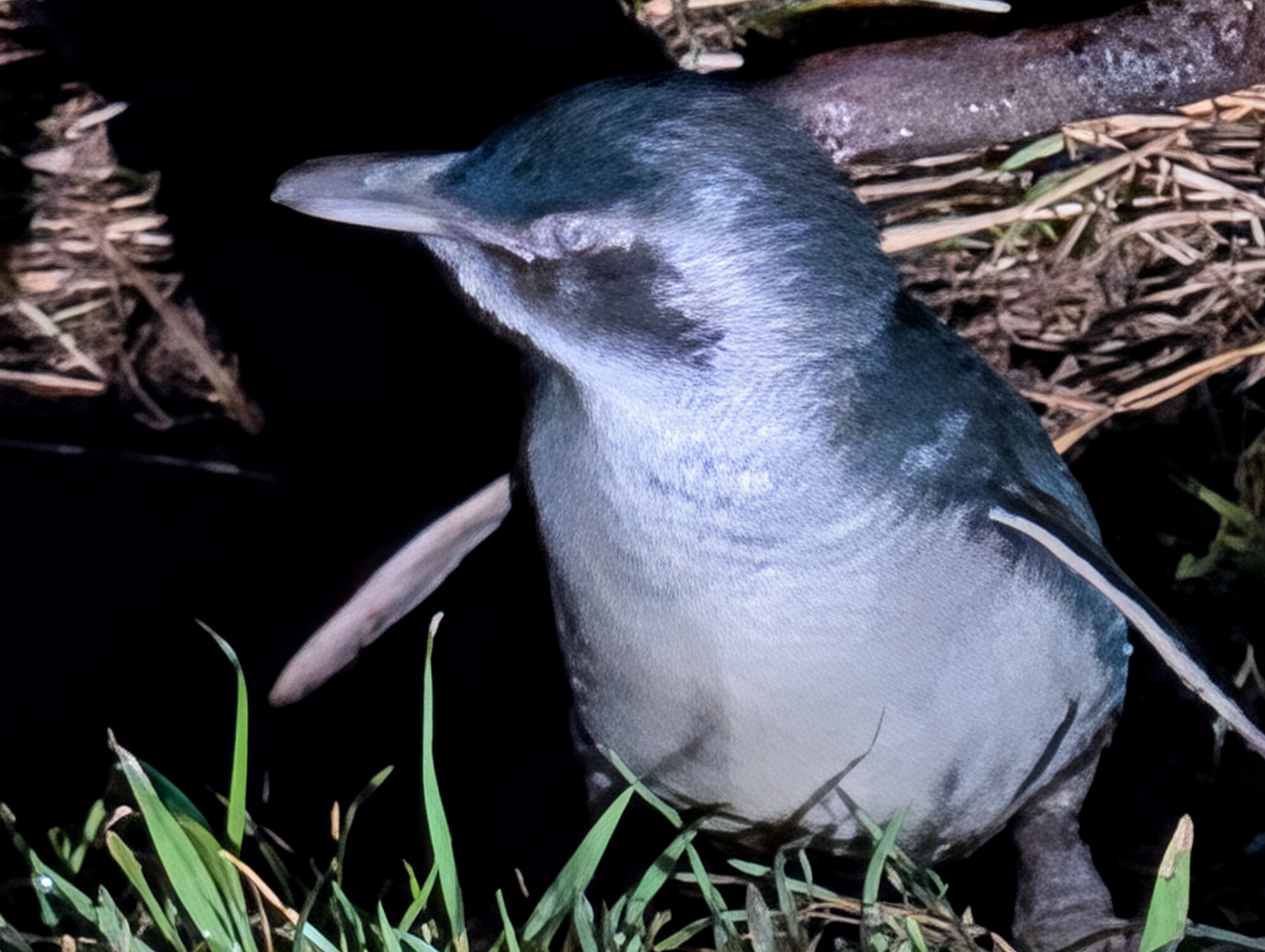 little blue penguin