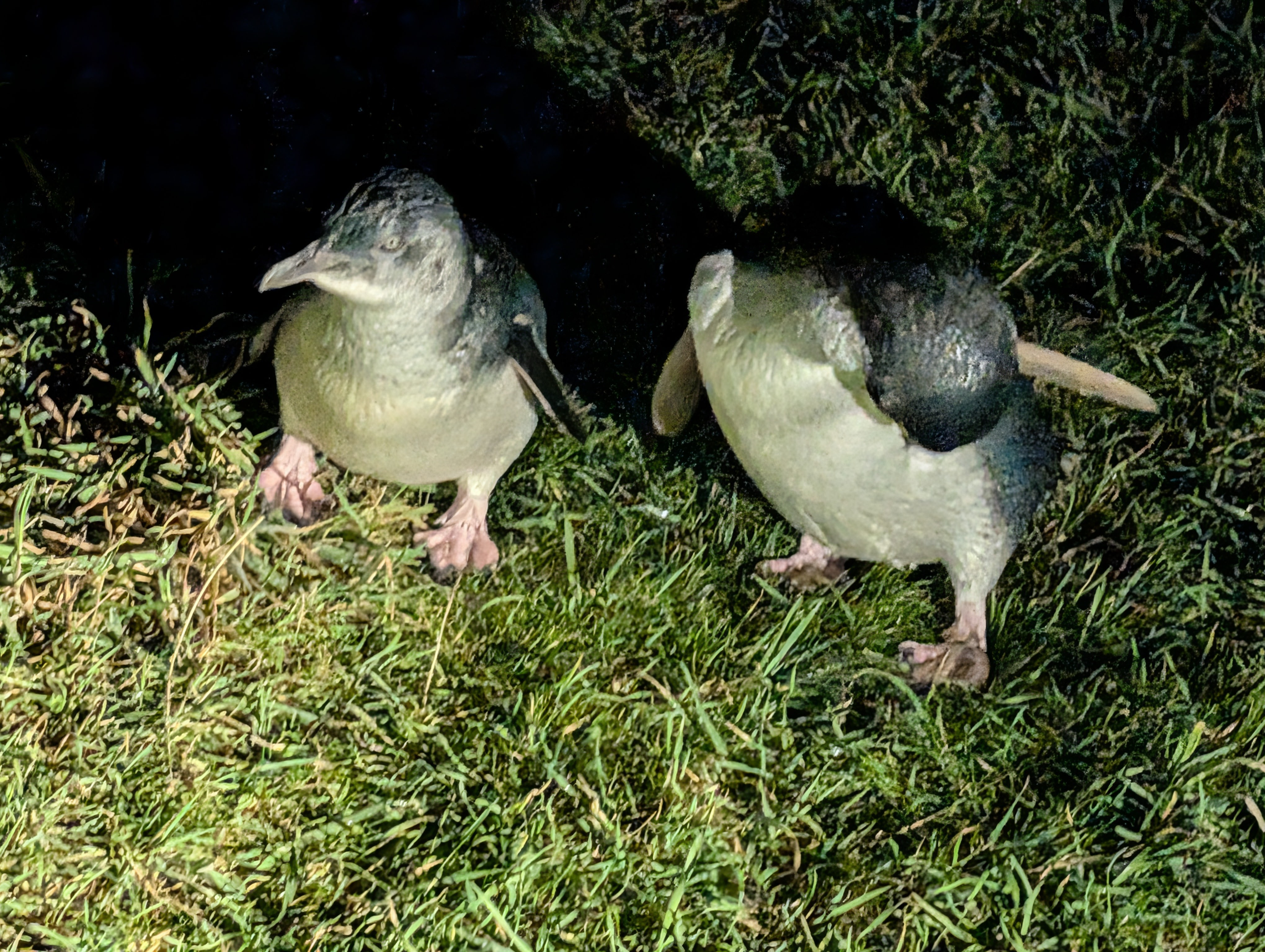 little blue penguins