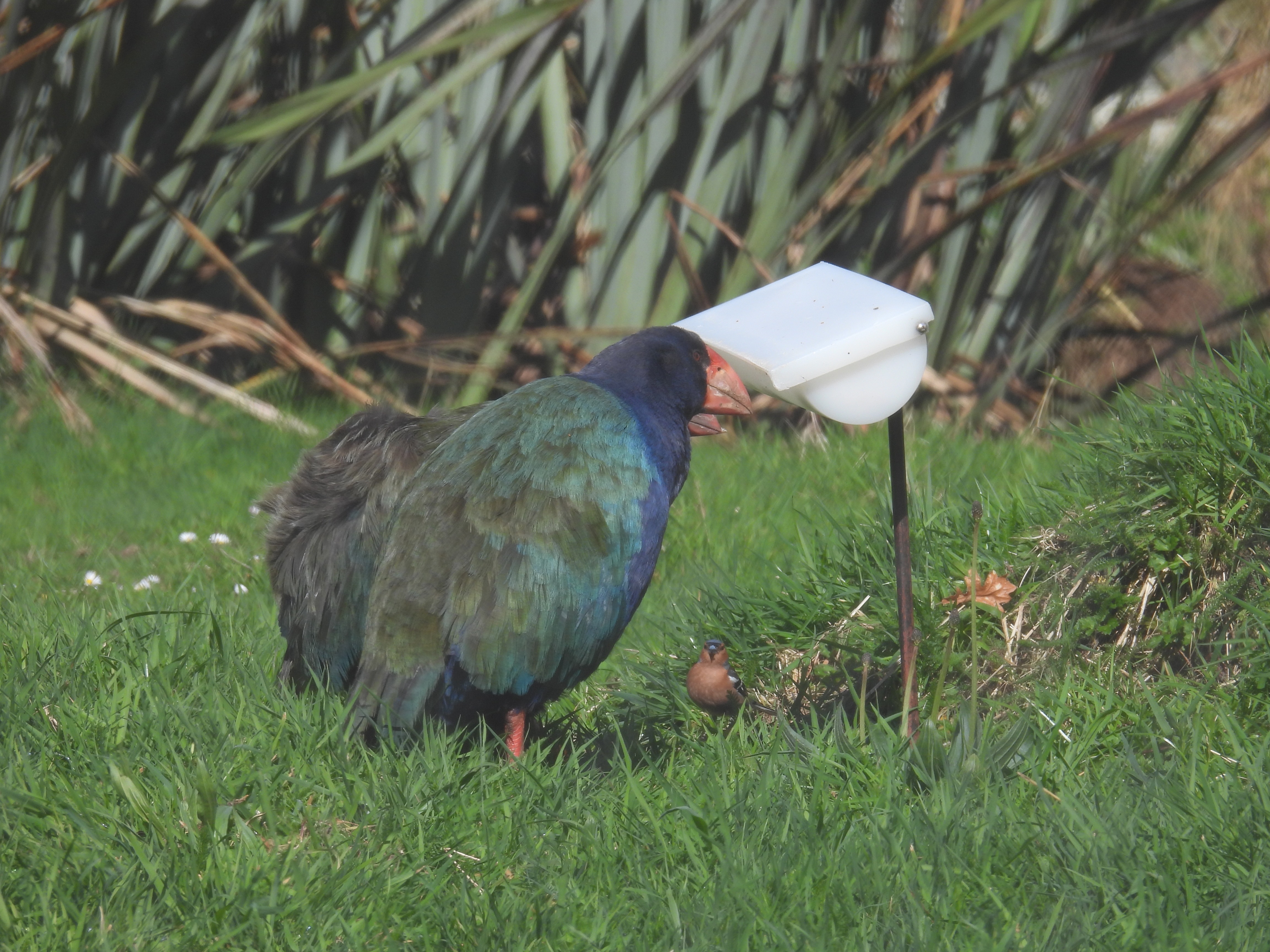 takahē