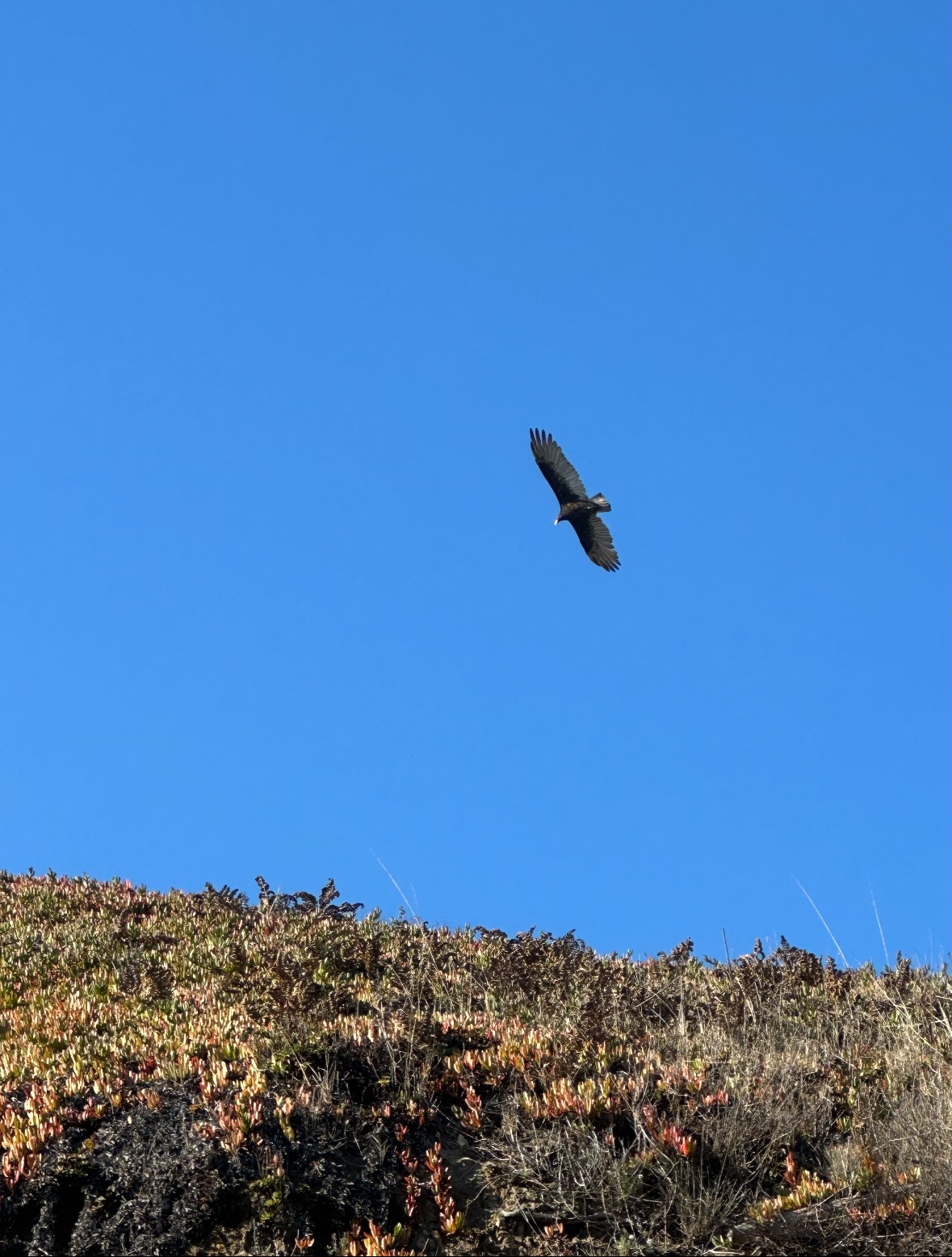 turkey vulture