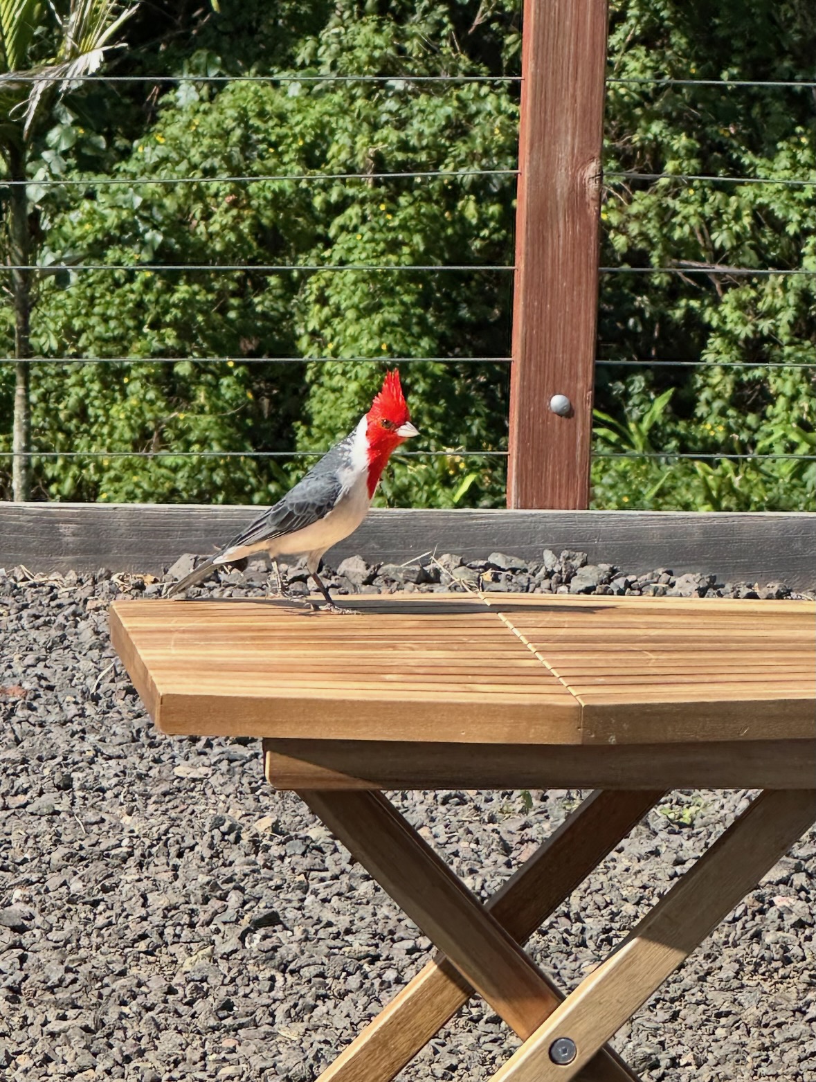 red-crested cardinal