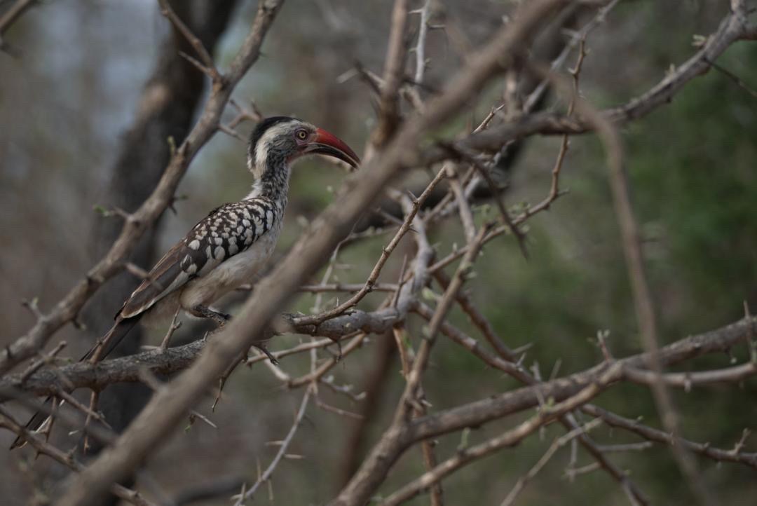 southern yellow-billed hornbill