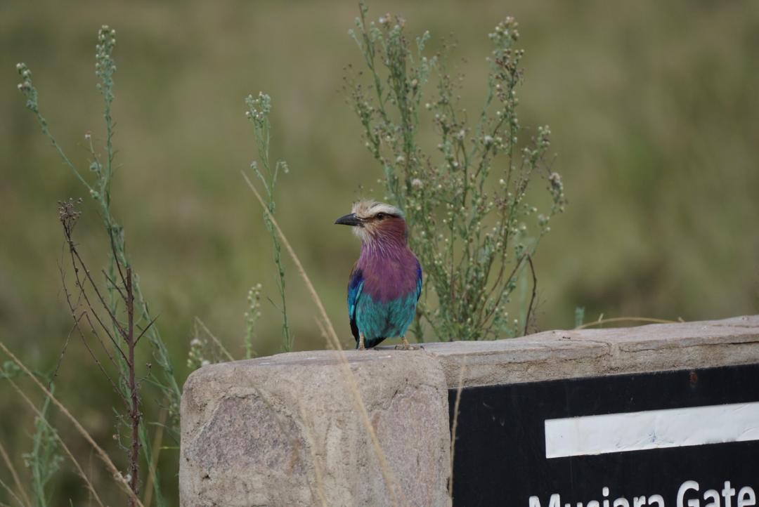 lilac-breasted roller
