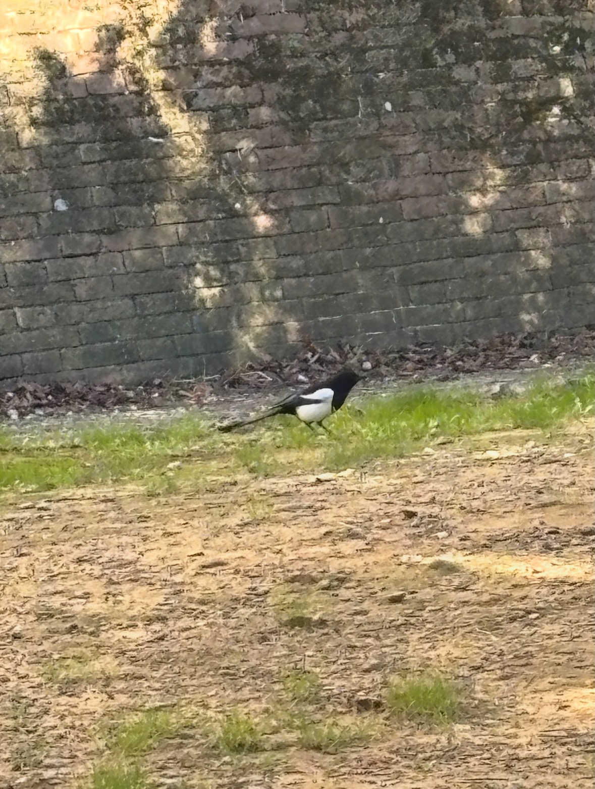 eurasian magpie