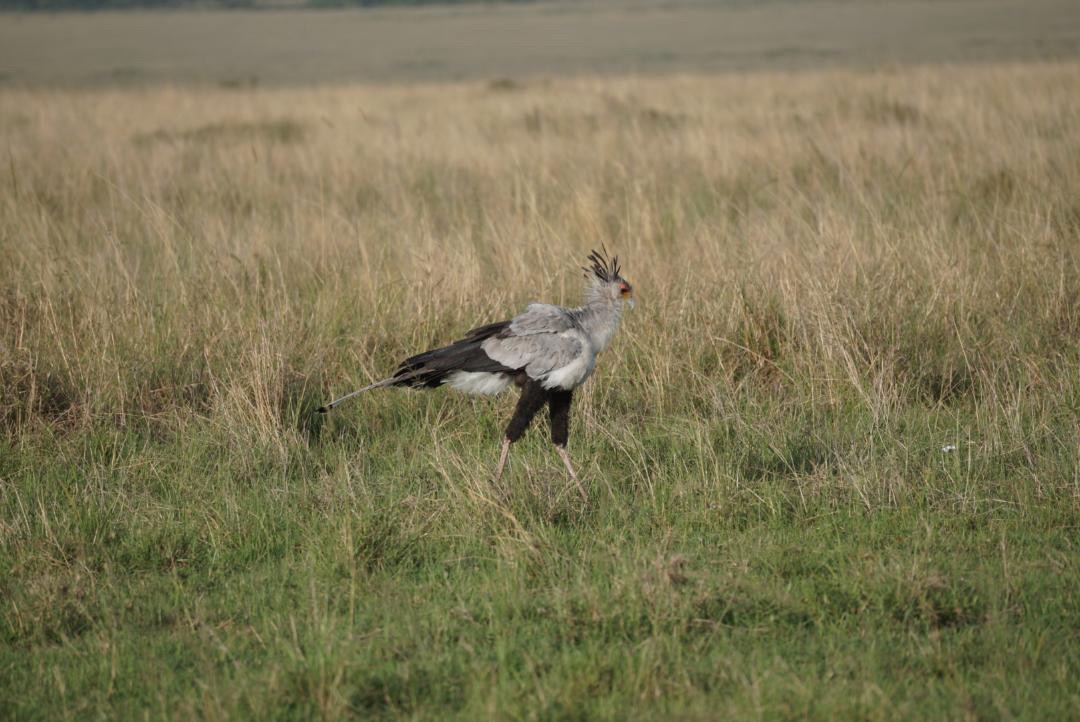 secretary bird