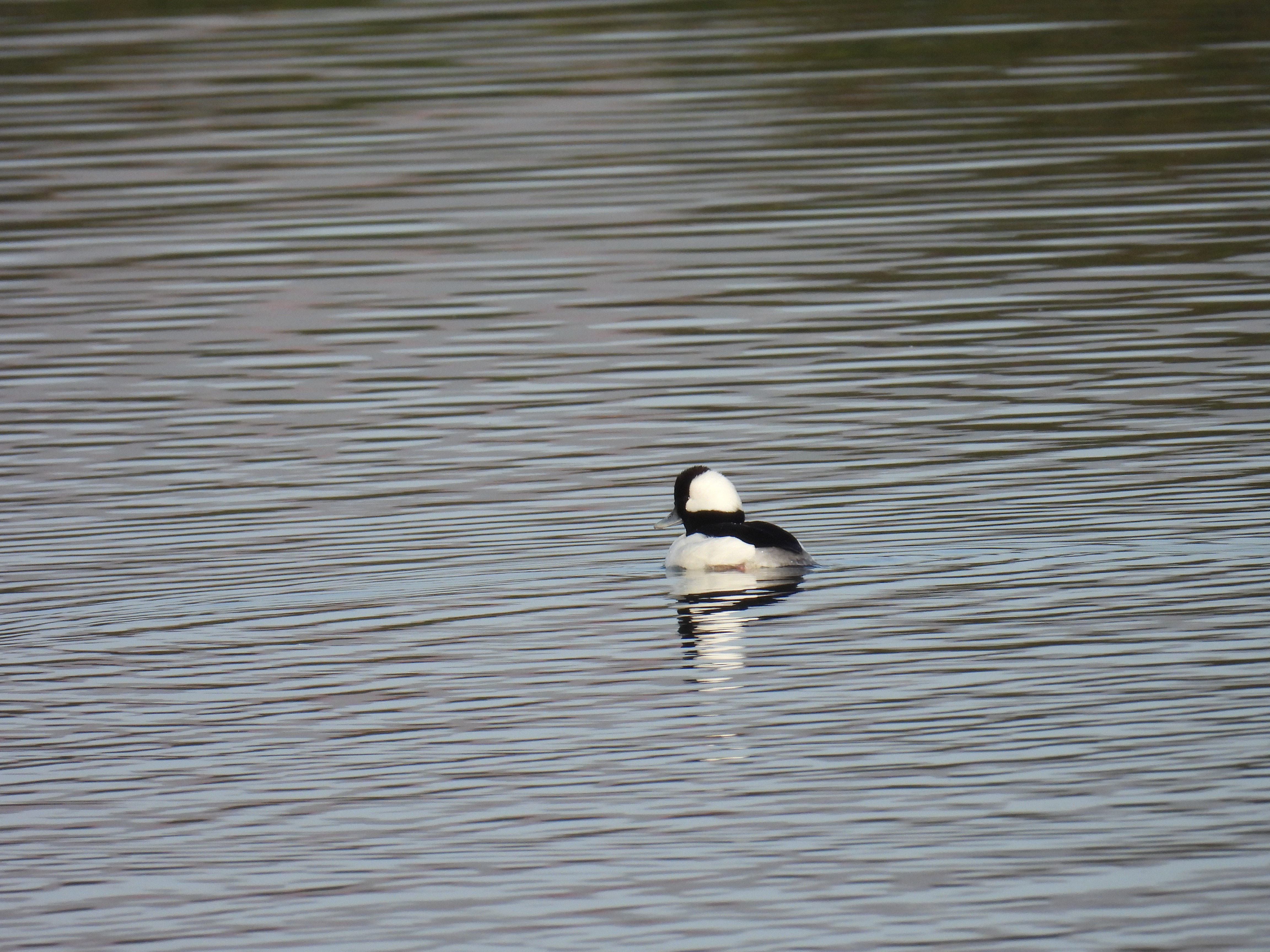 bufflehead