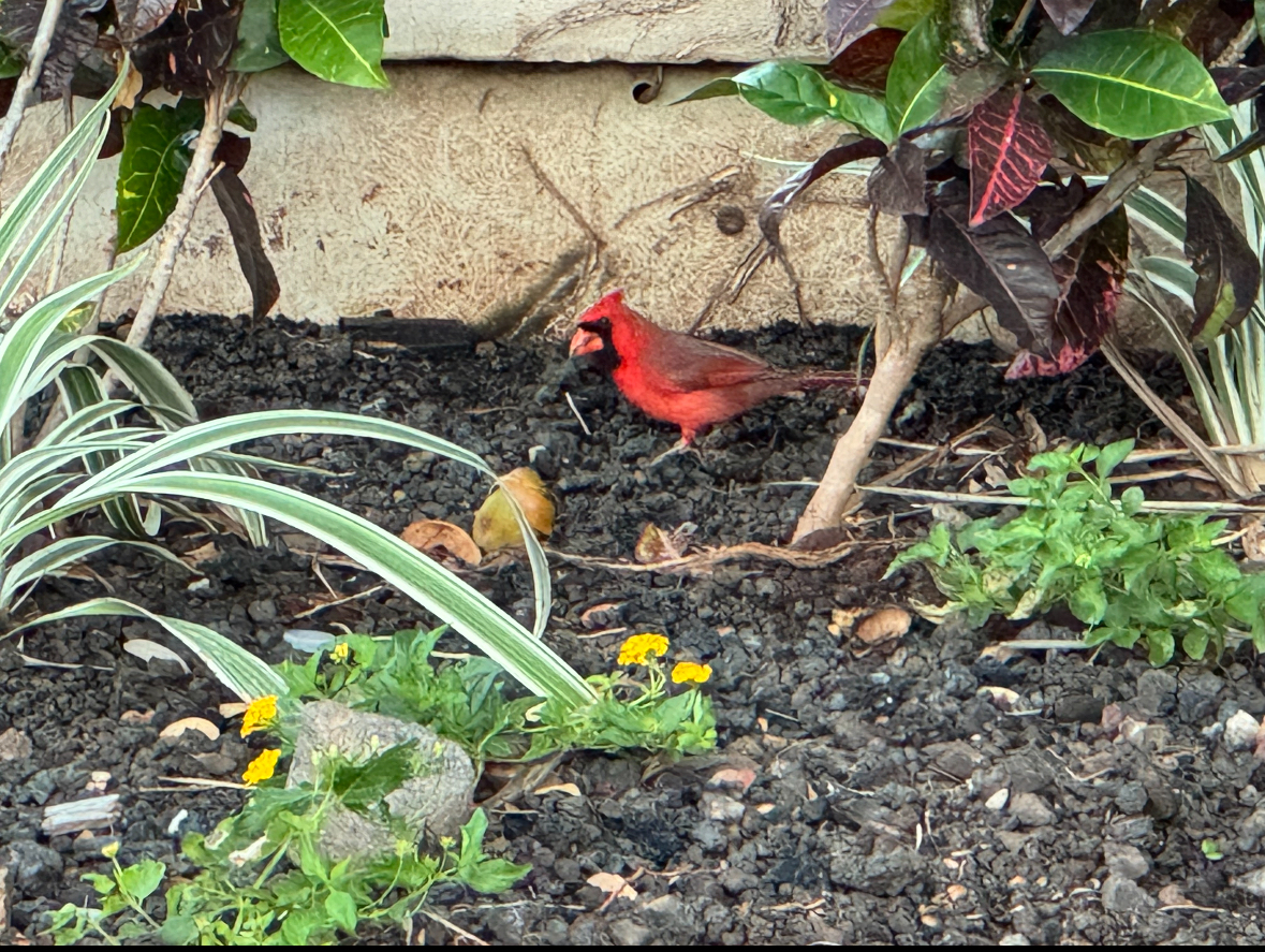 cardinal