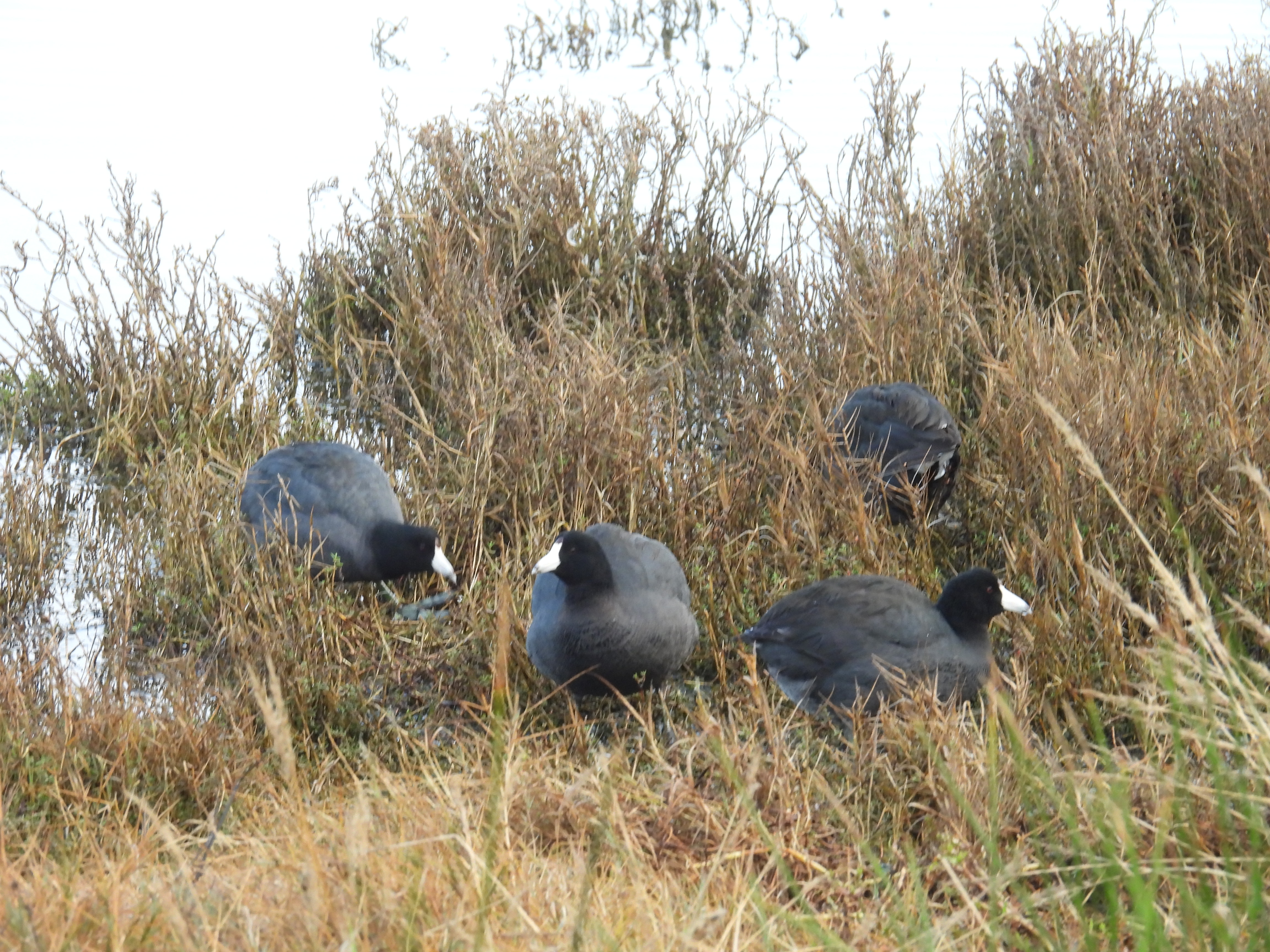 american coots