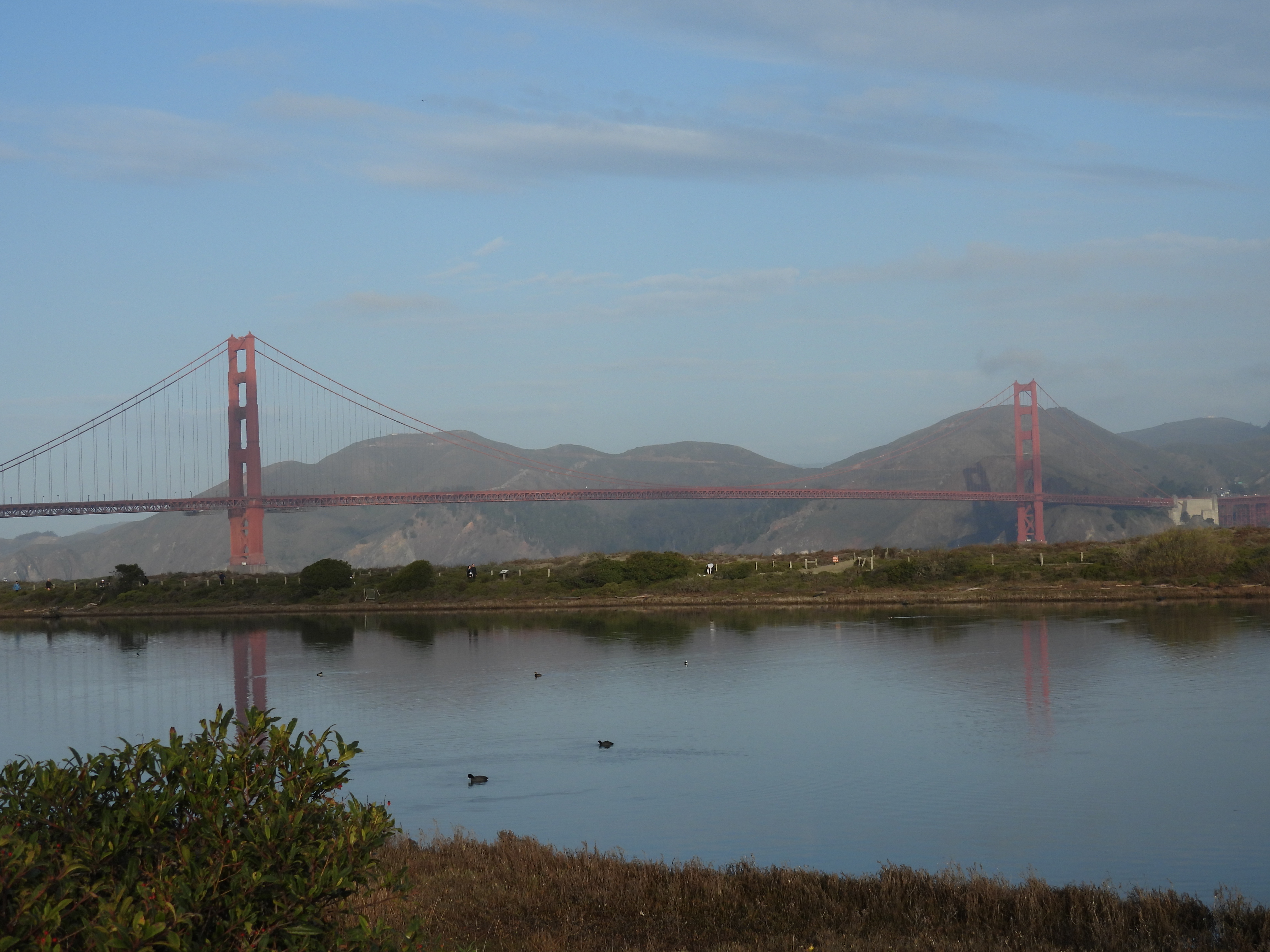 the crissy field marsh