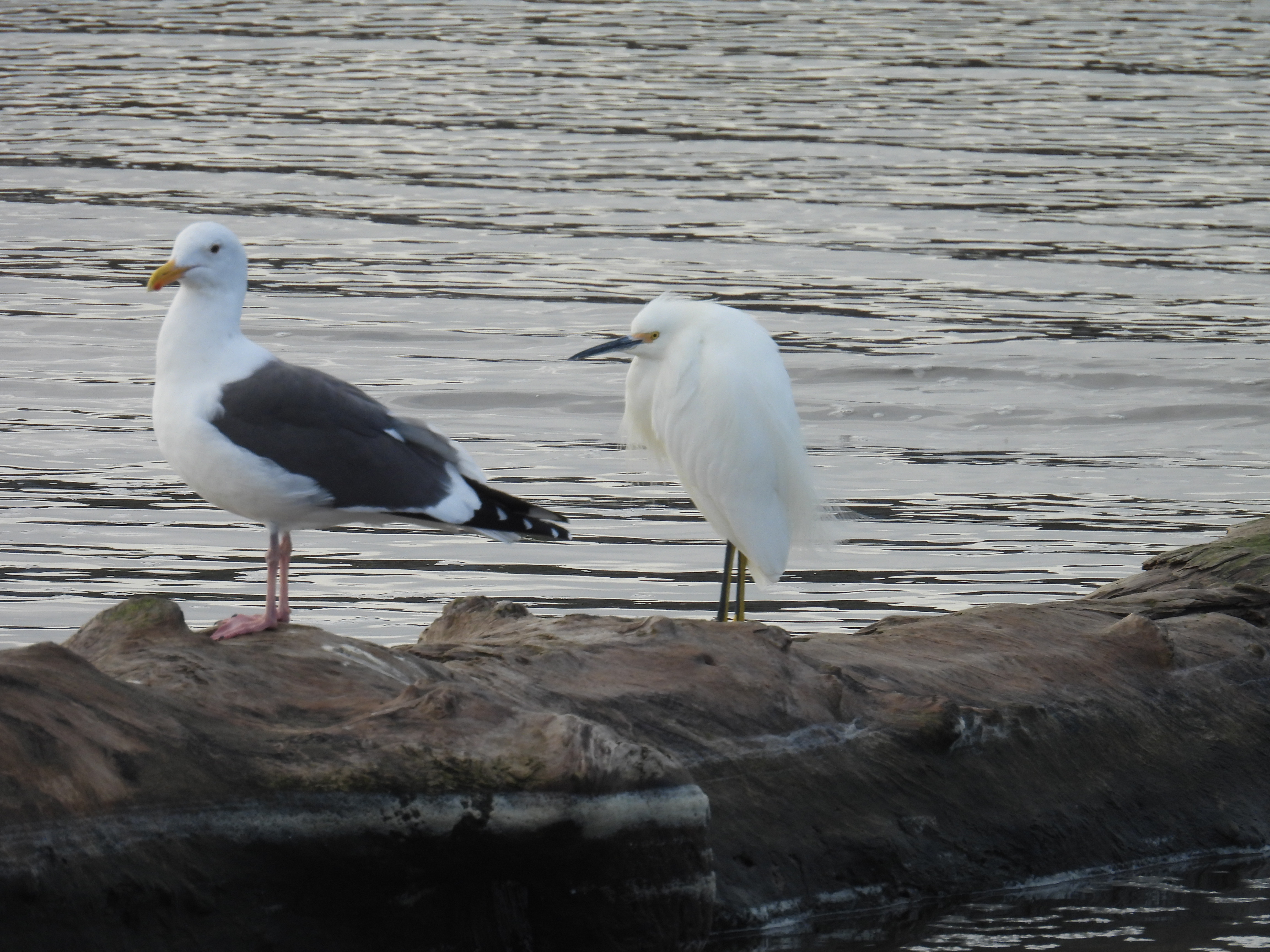 egret with friend