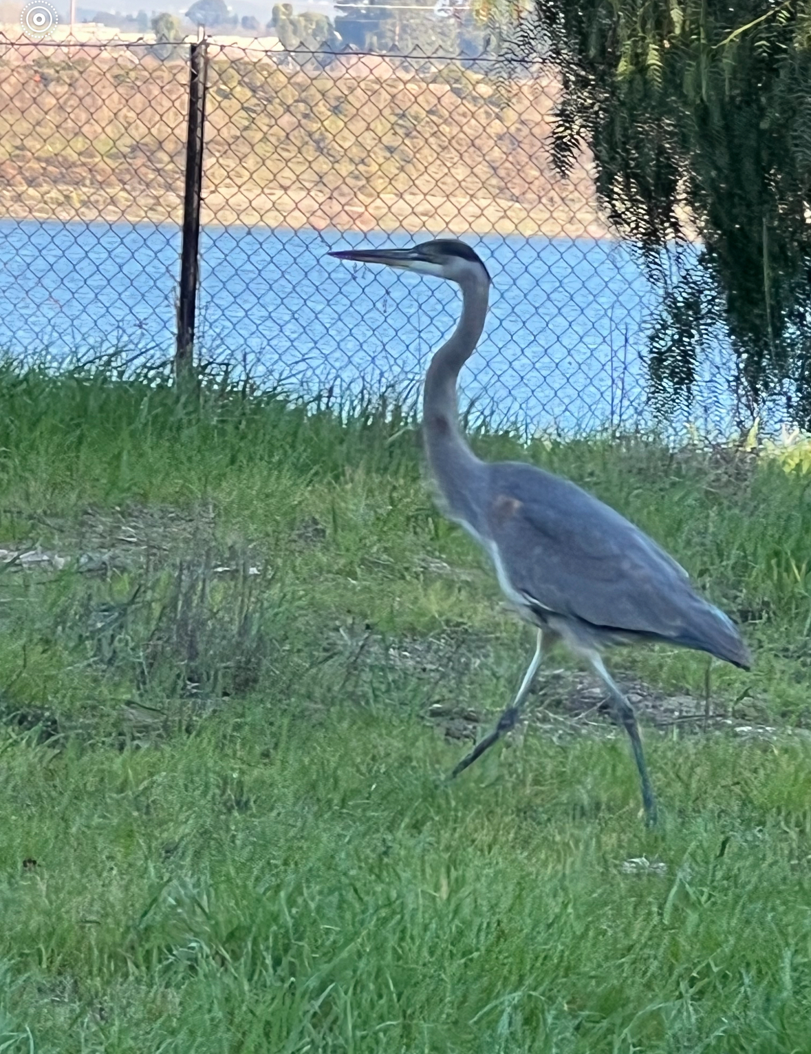 heron