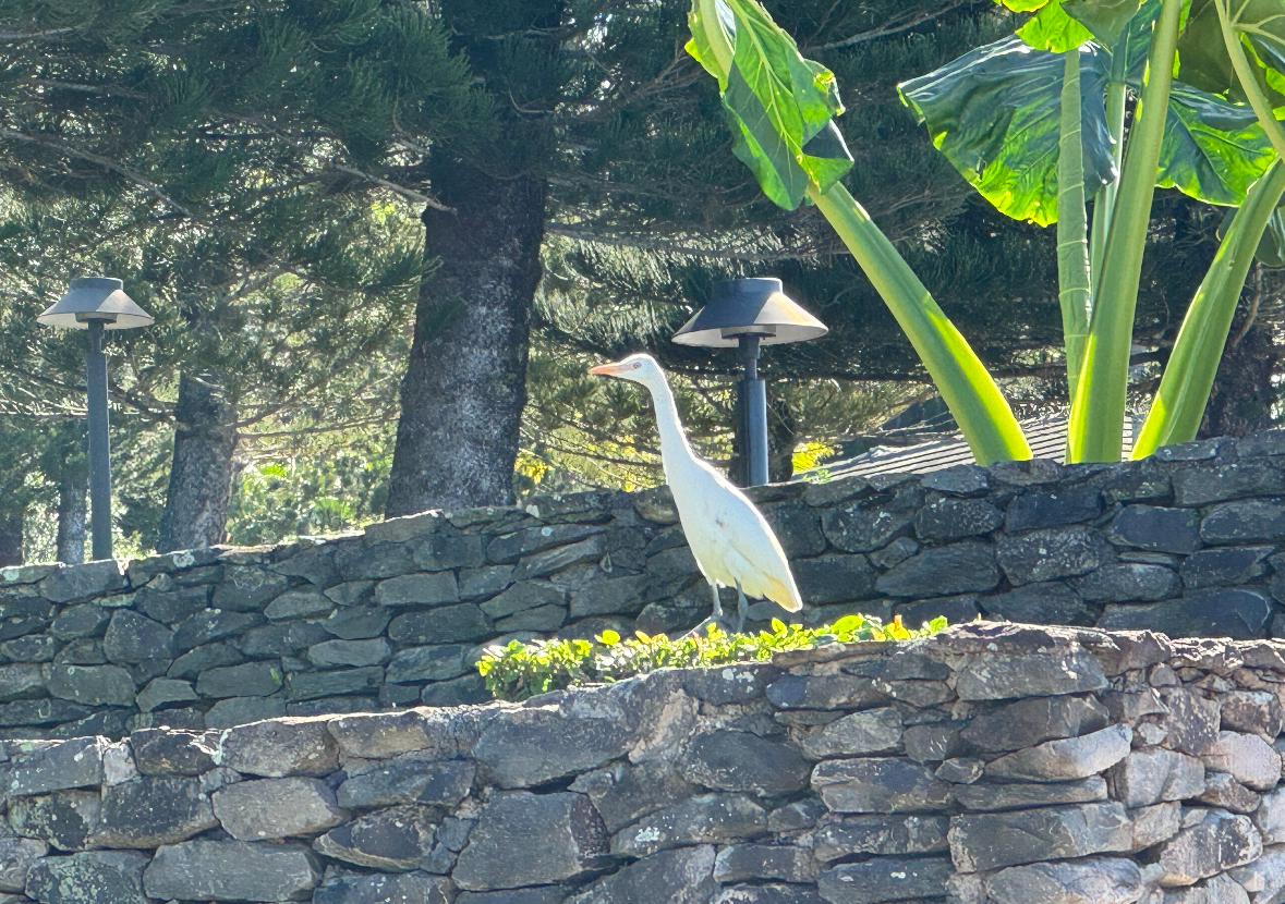 cattle egret