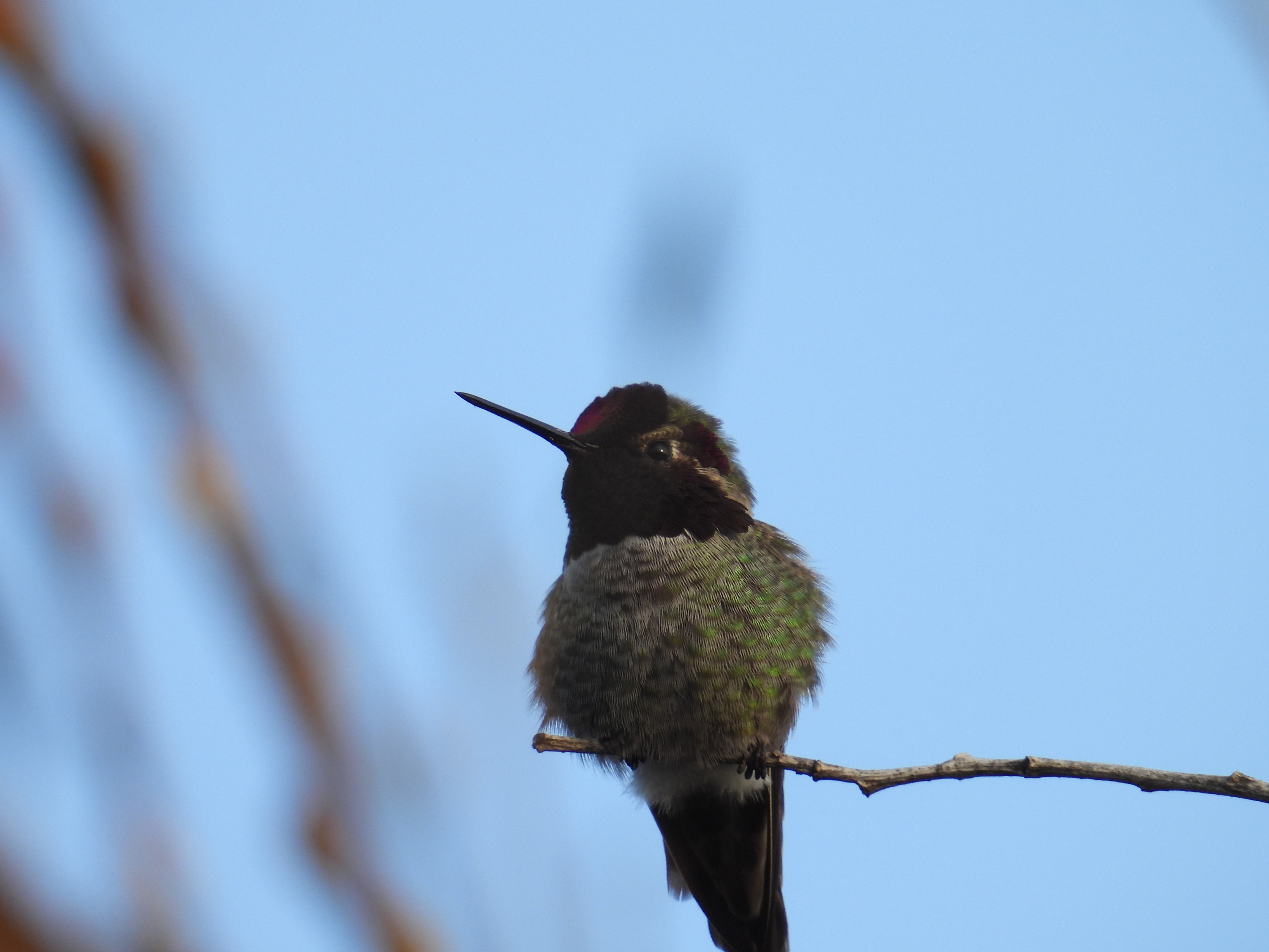 anna's hummingbird