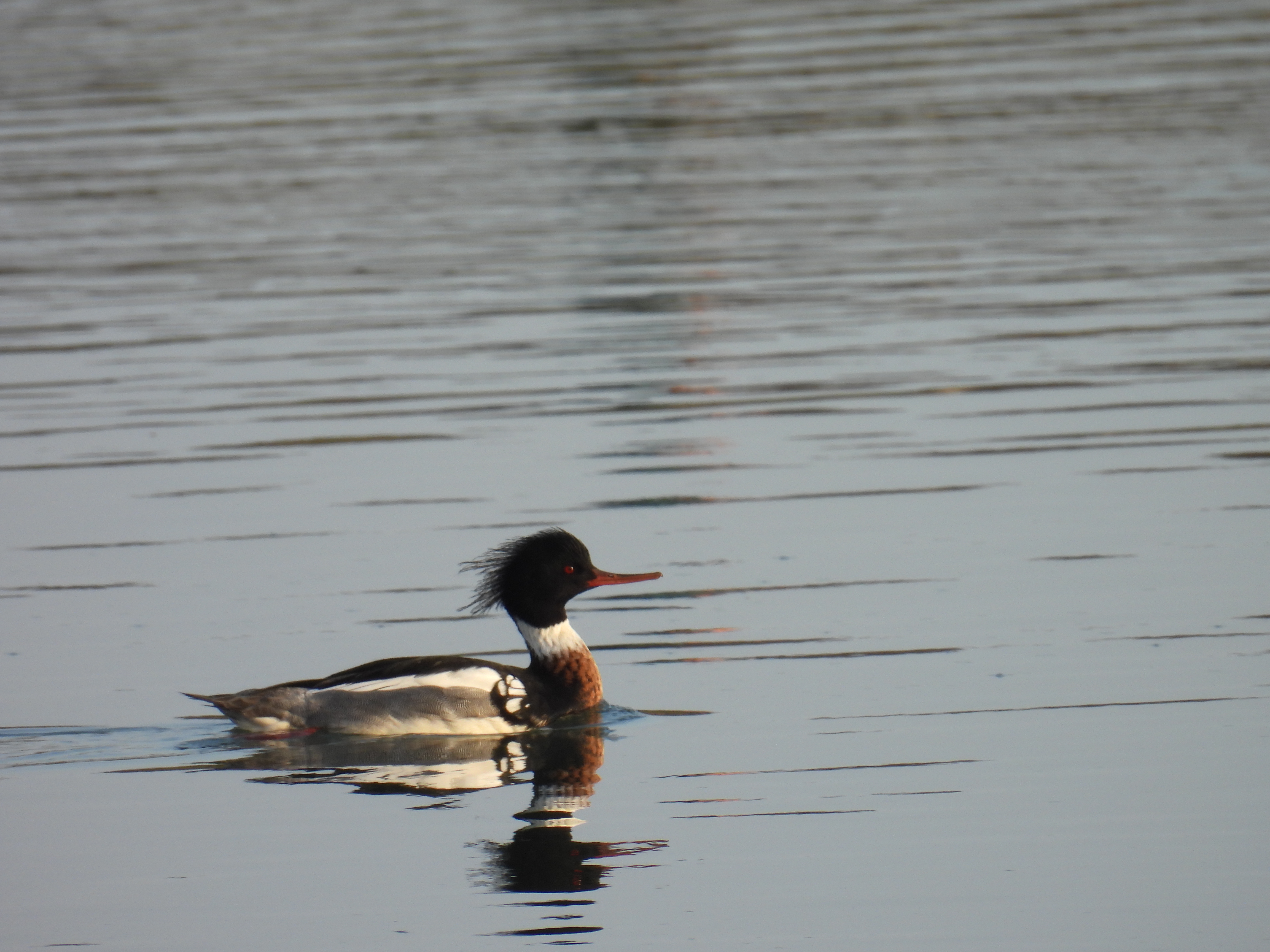 merganser
