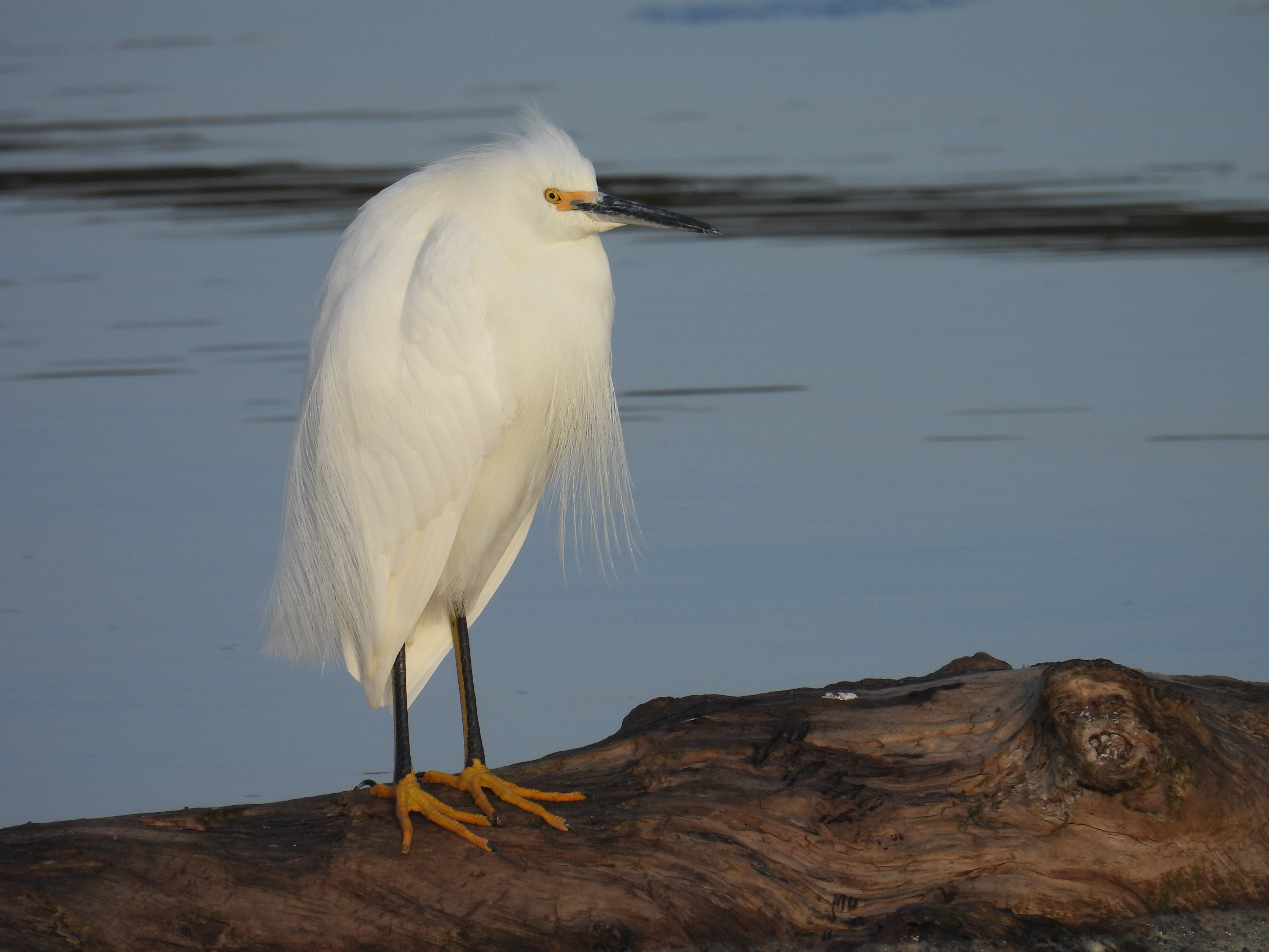 snowy egret