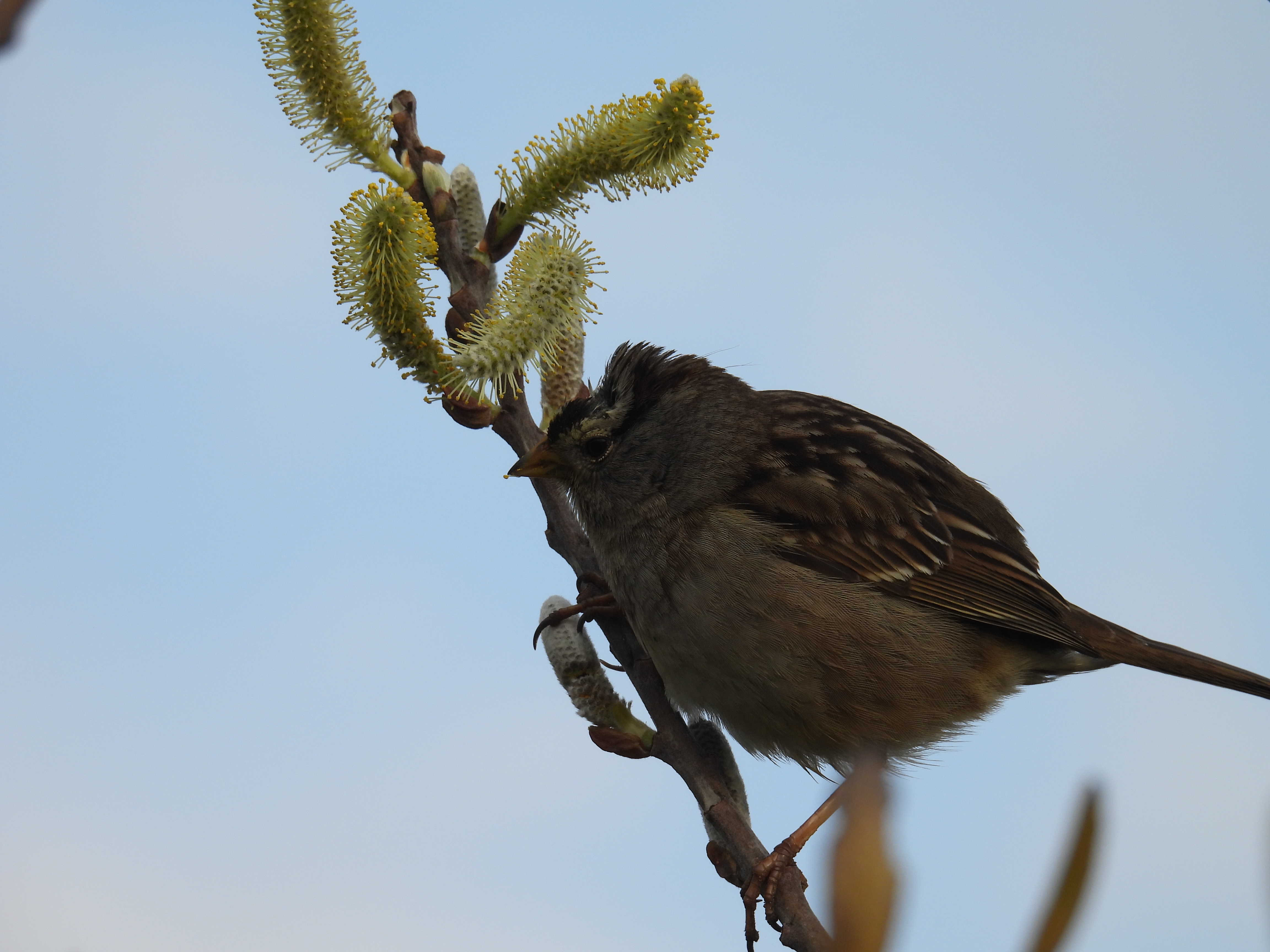 white crowned sparrow