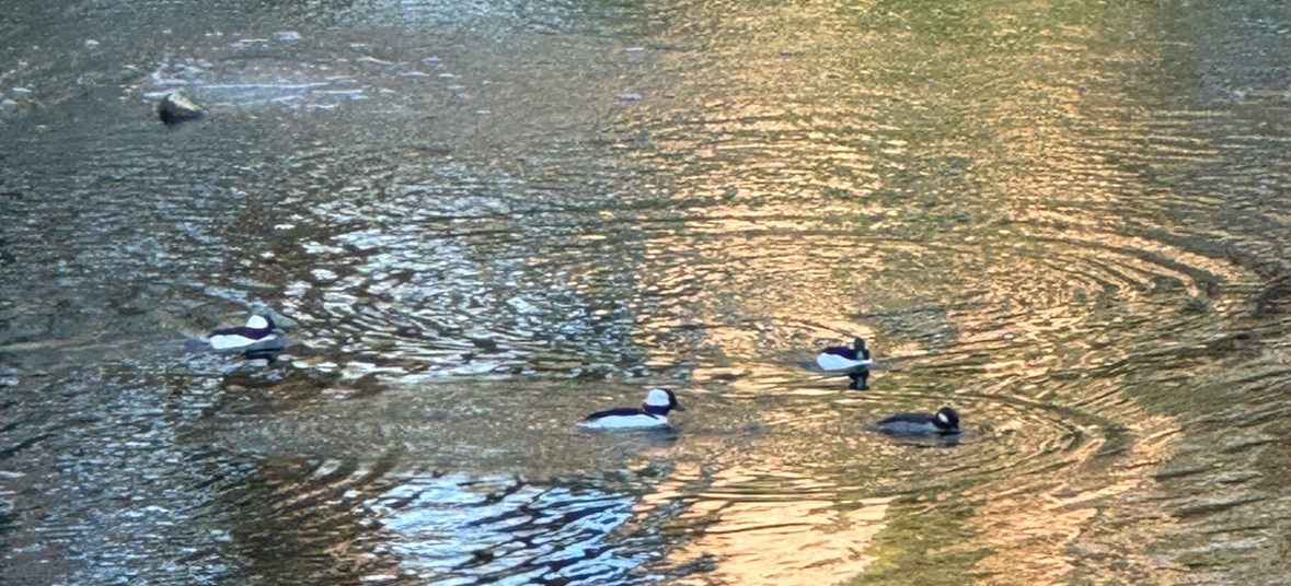 buffleheads
