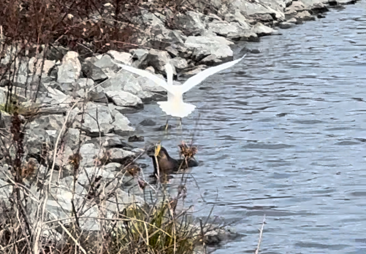egret and otter