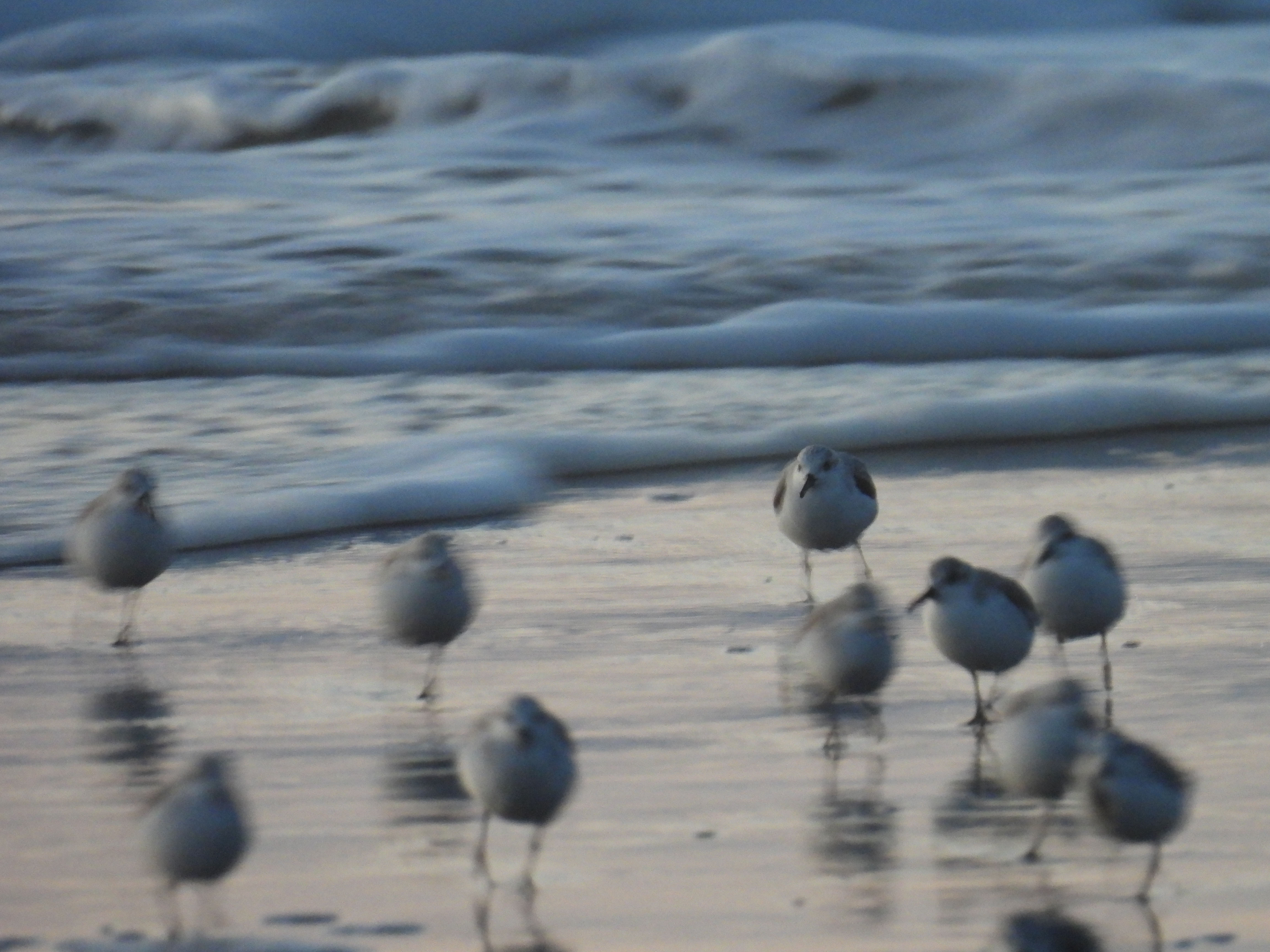 sanderling