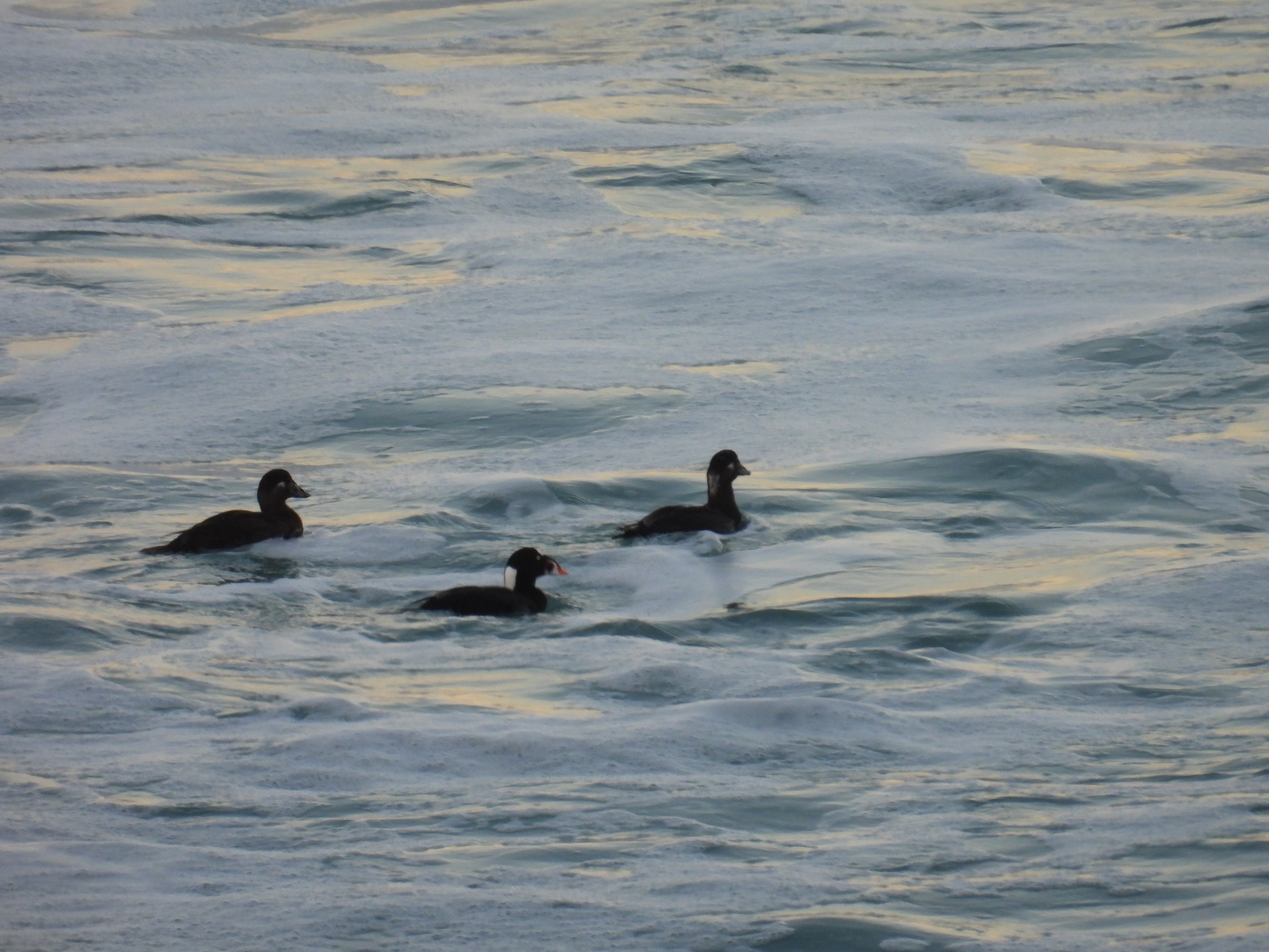 surf scoters