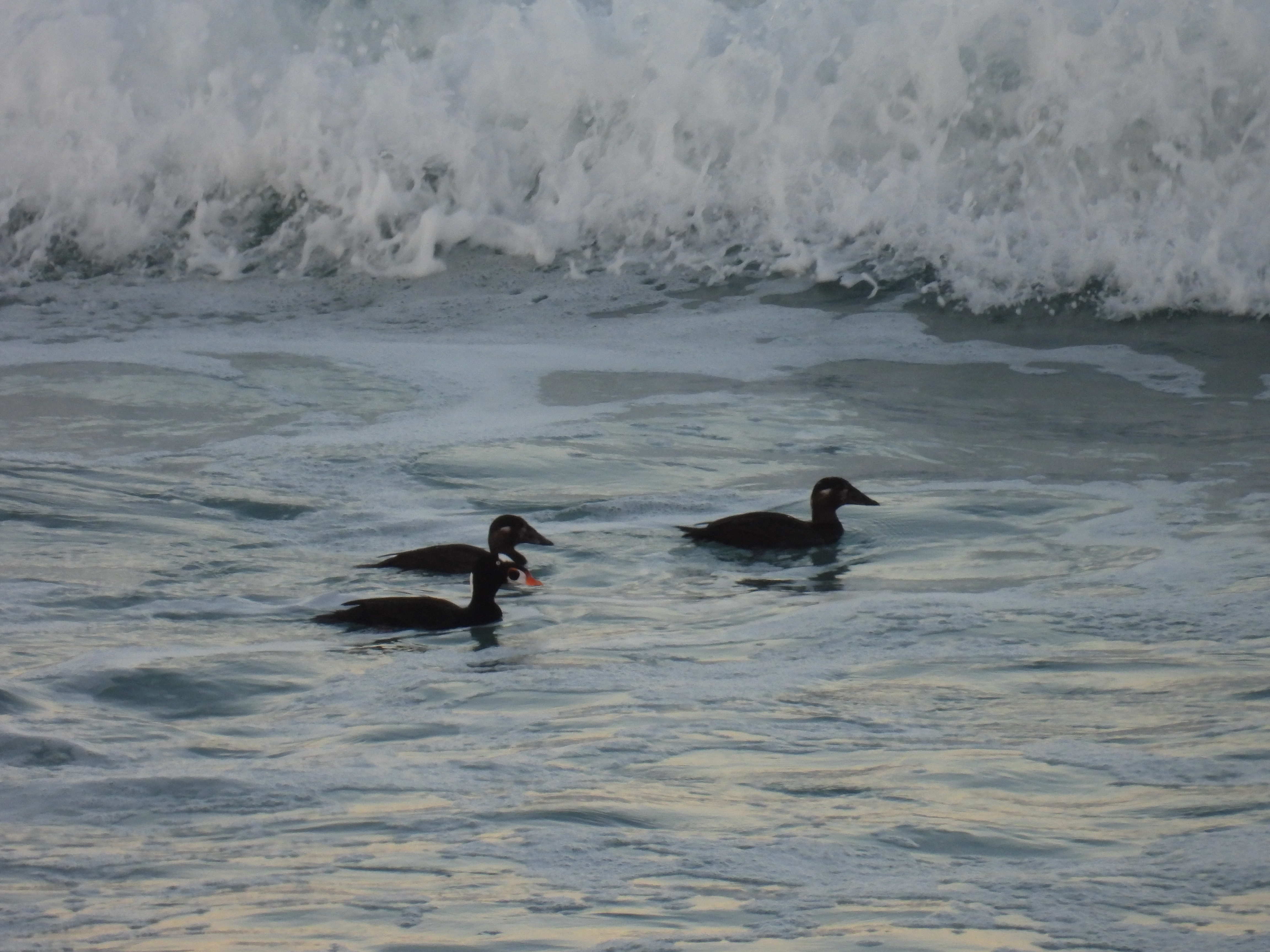 surf scoters