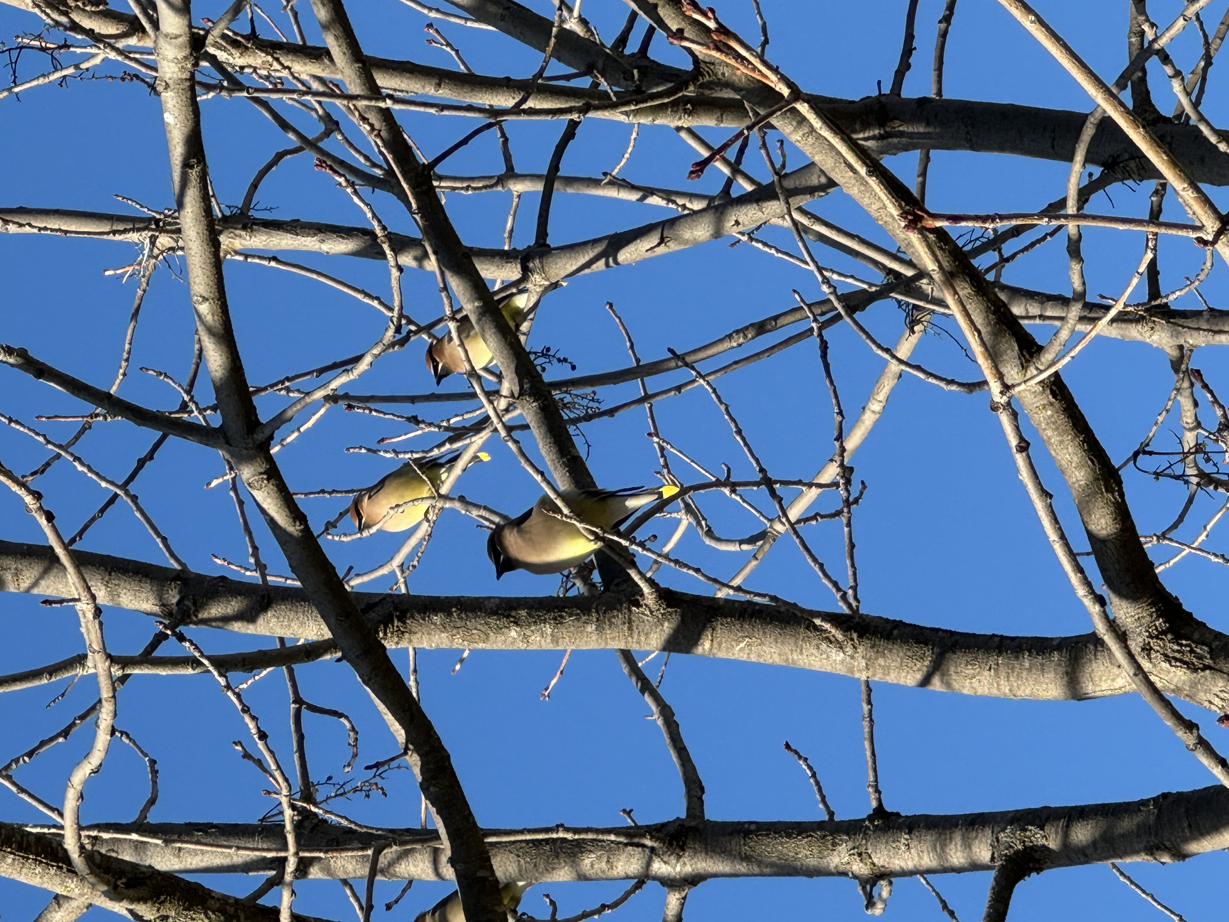 cedar waxwings