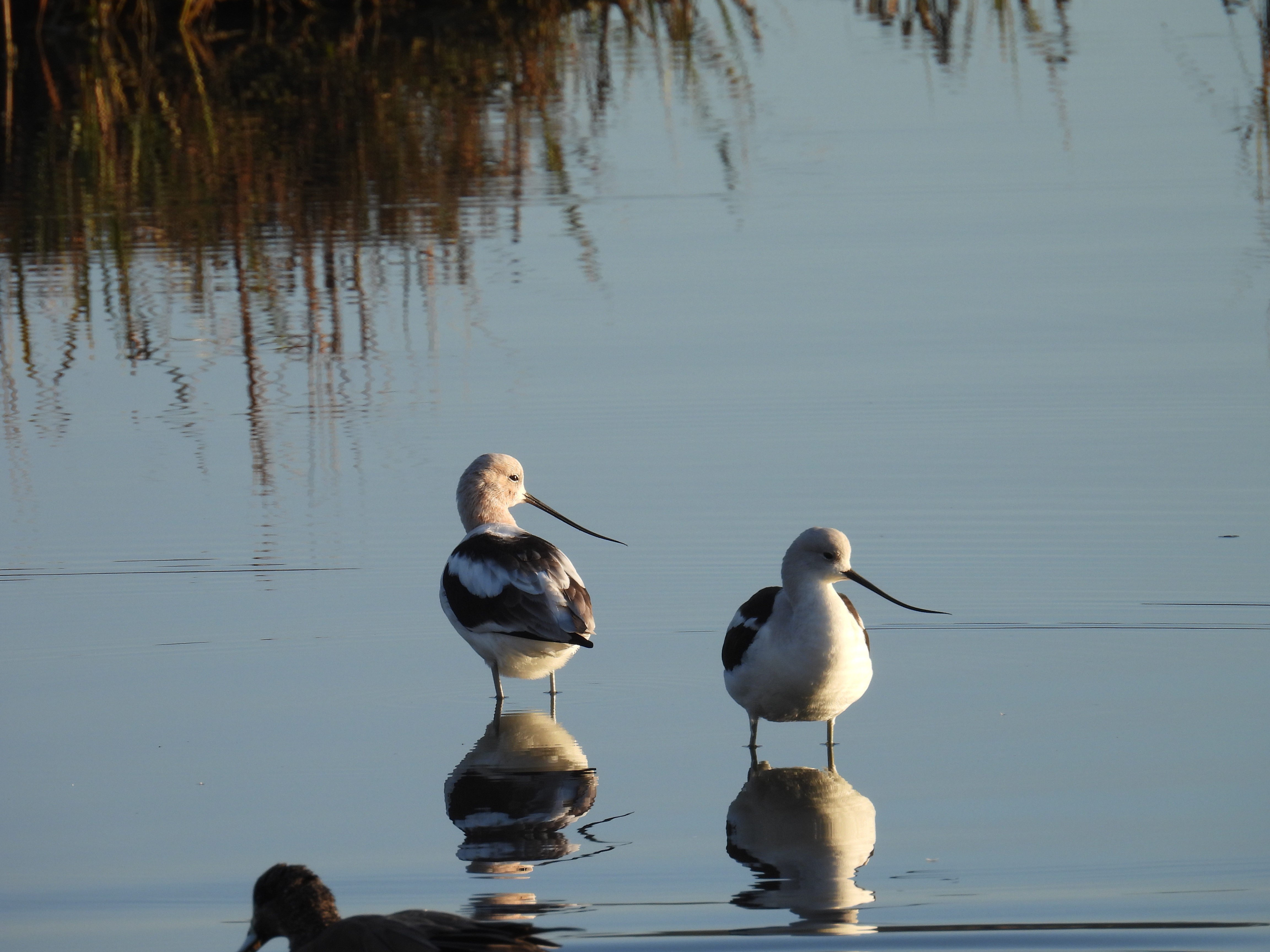 avocet