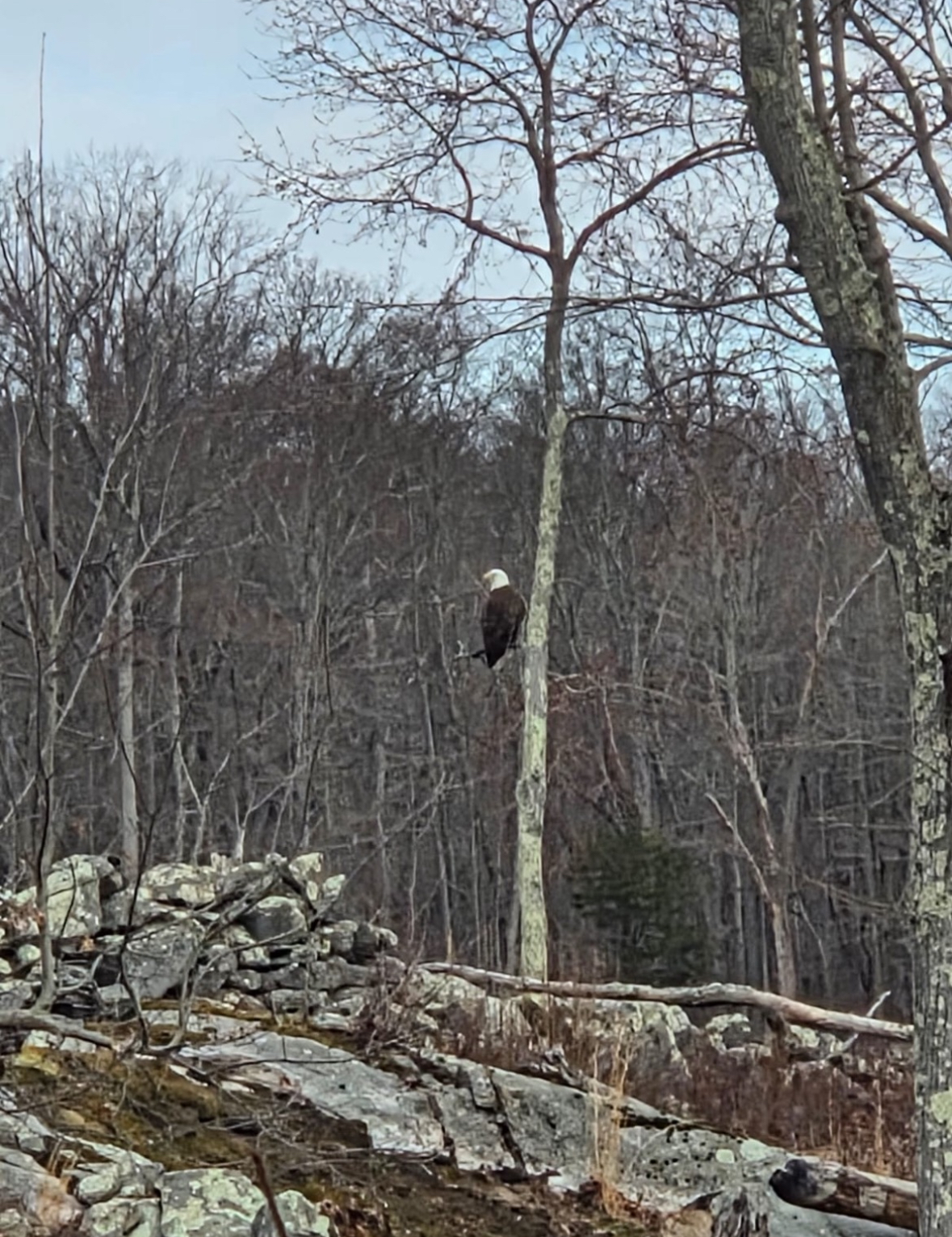 bald eagle