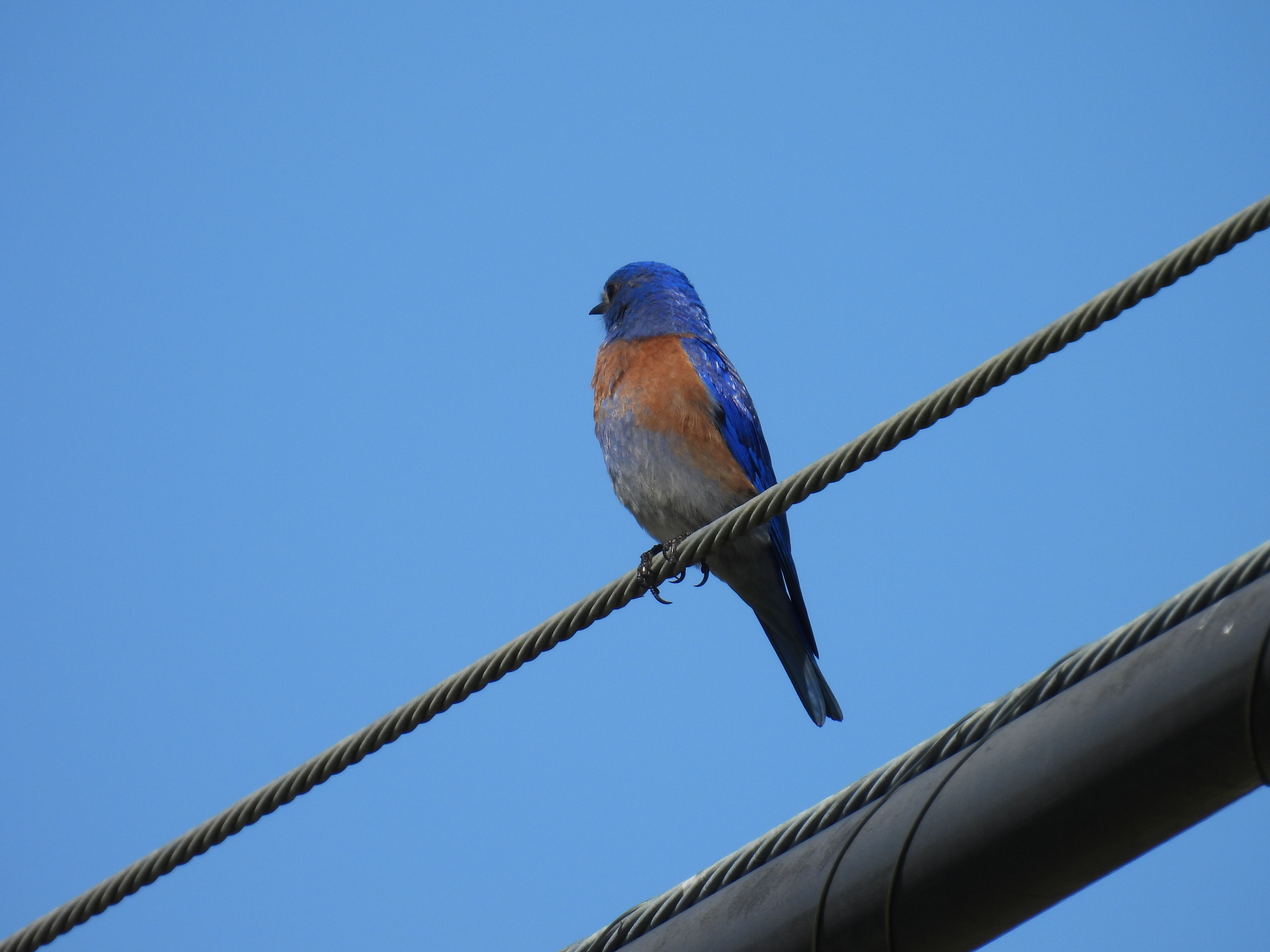 bluebird