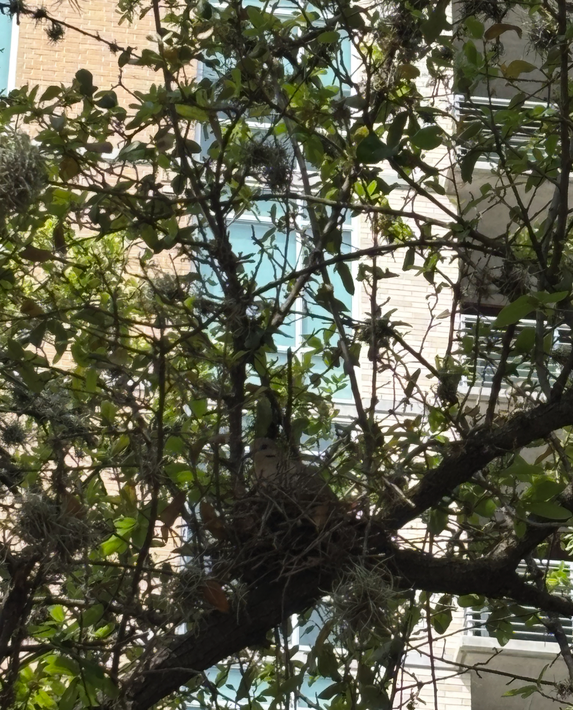 dove nest