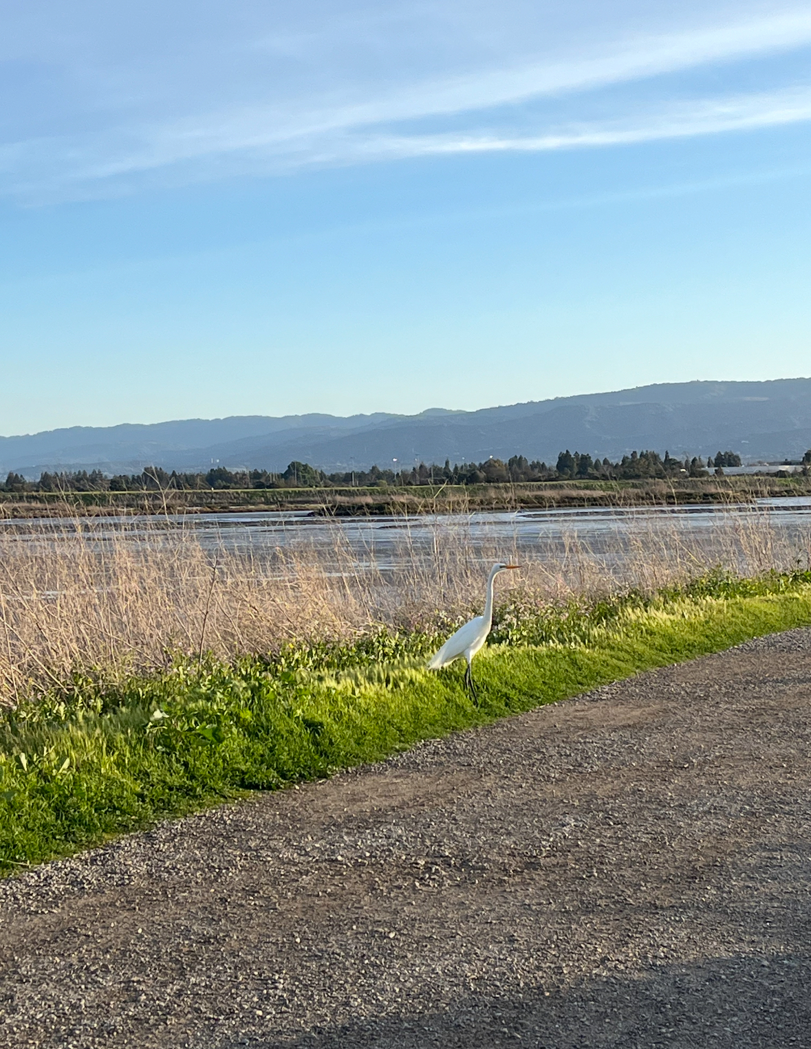 great egret