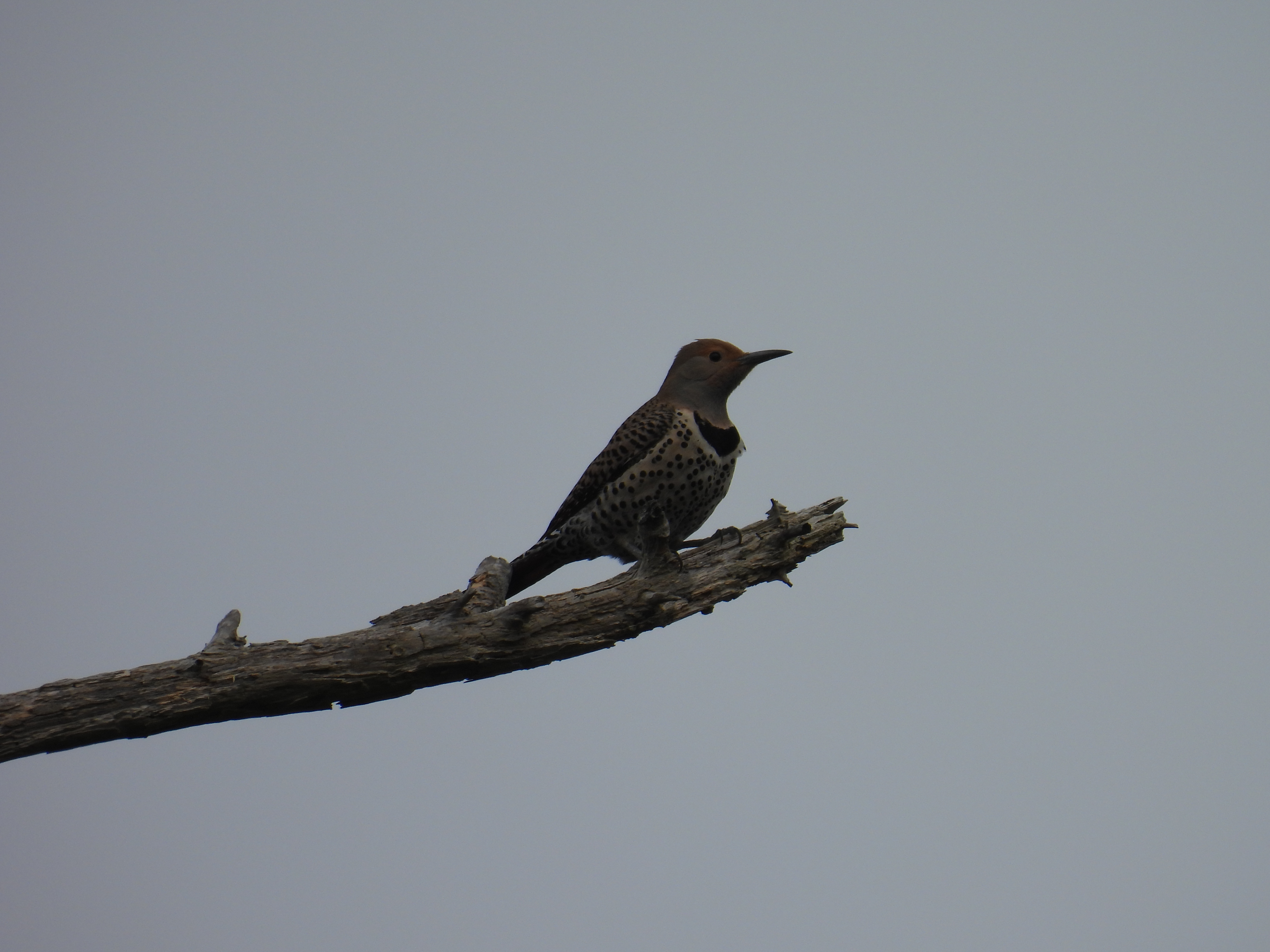 northern flicker
