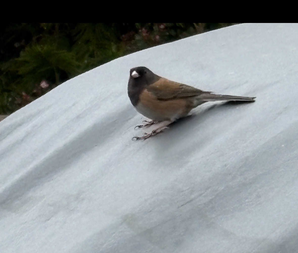junco