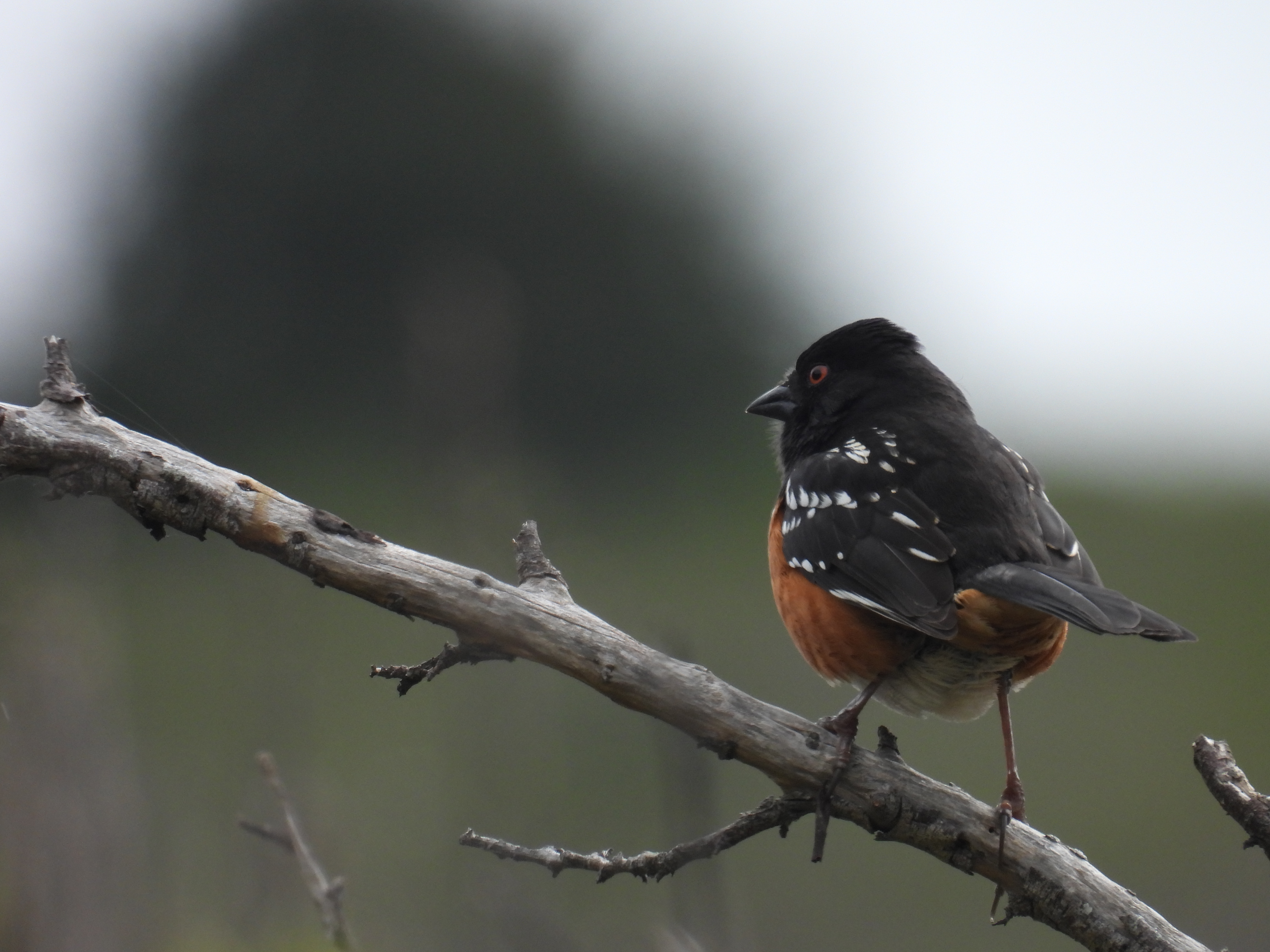 towhee