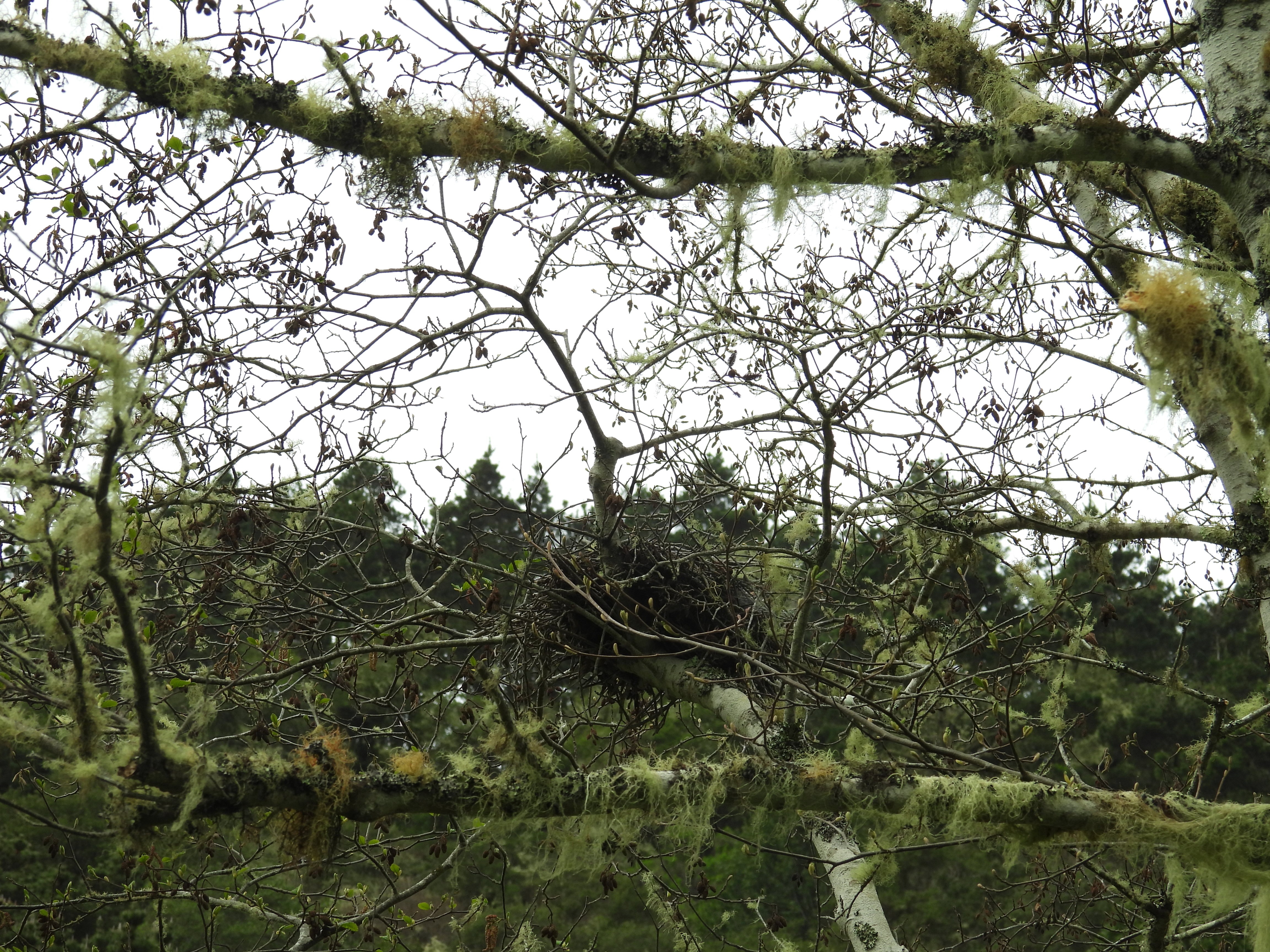 nest