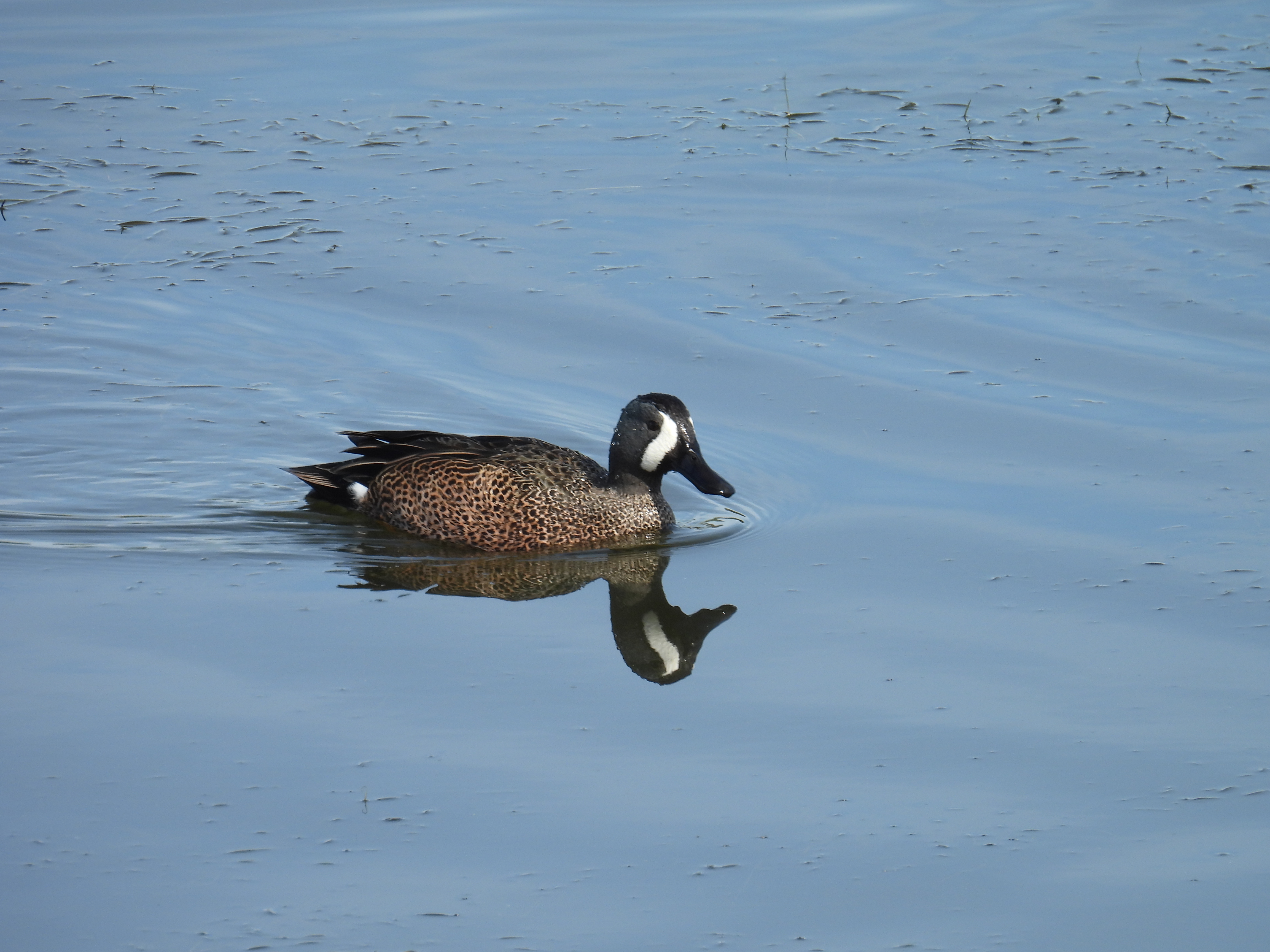 blue-winged-teal