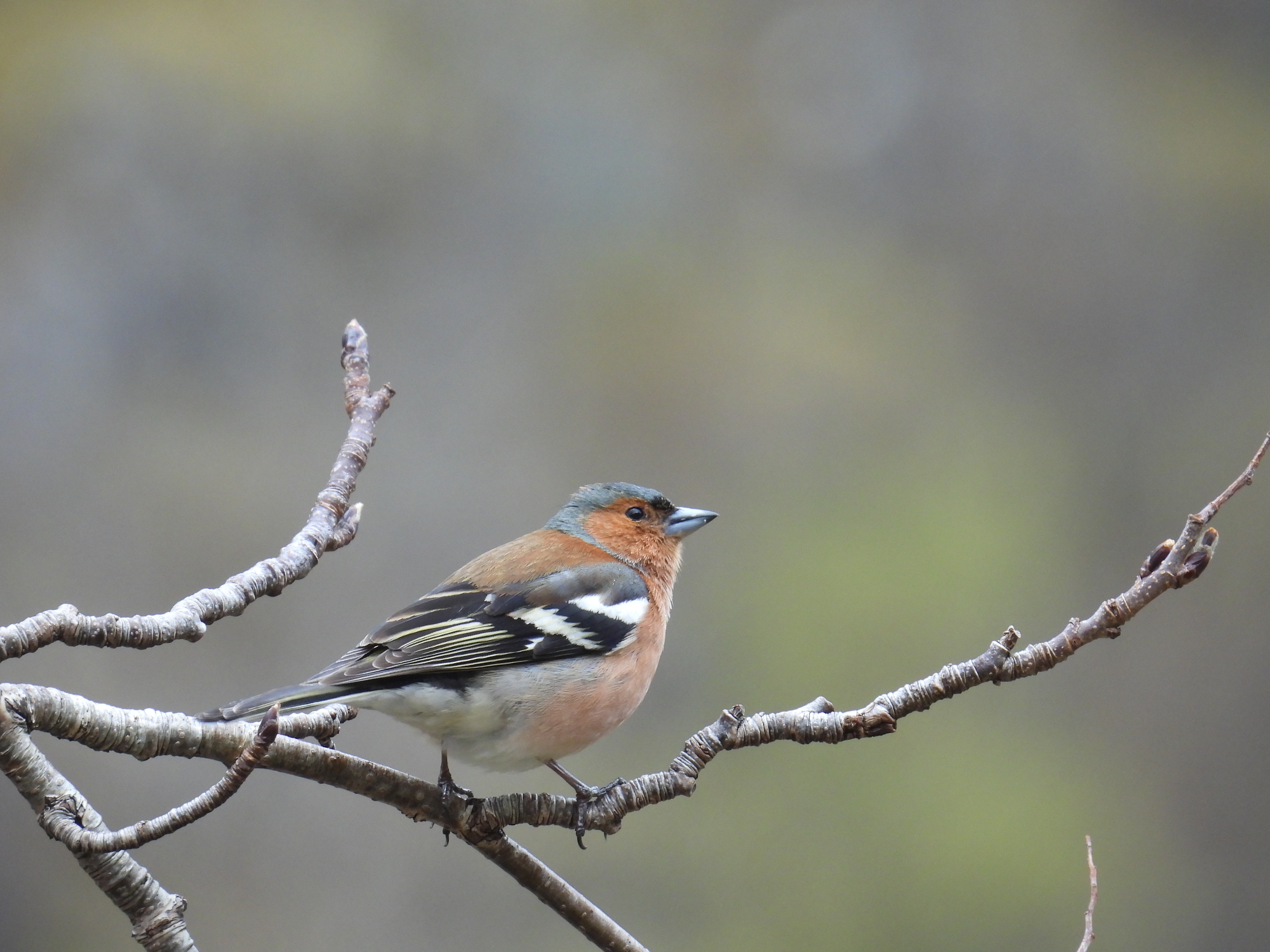 chaffinch